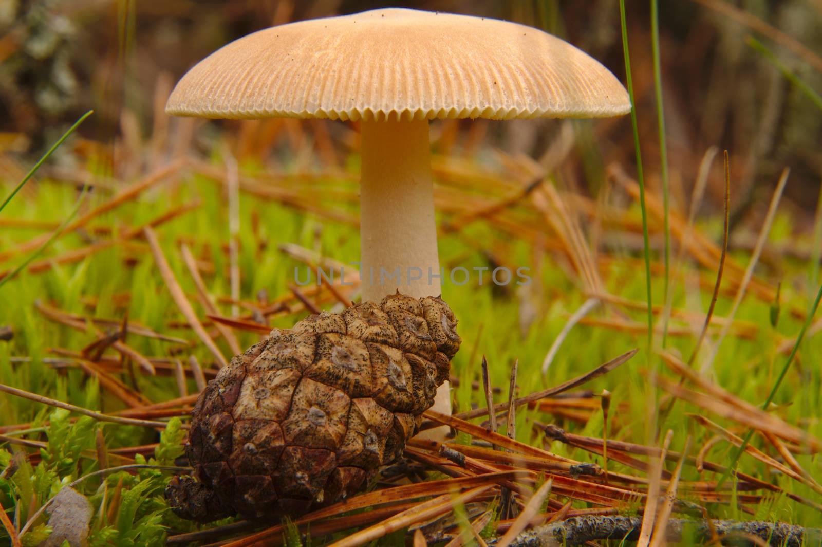 Cone and a mushroom on green grass in the pine forest.
