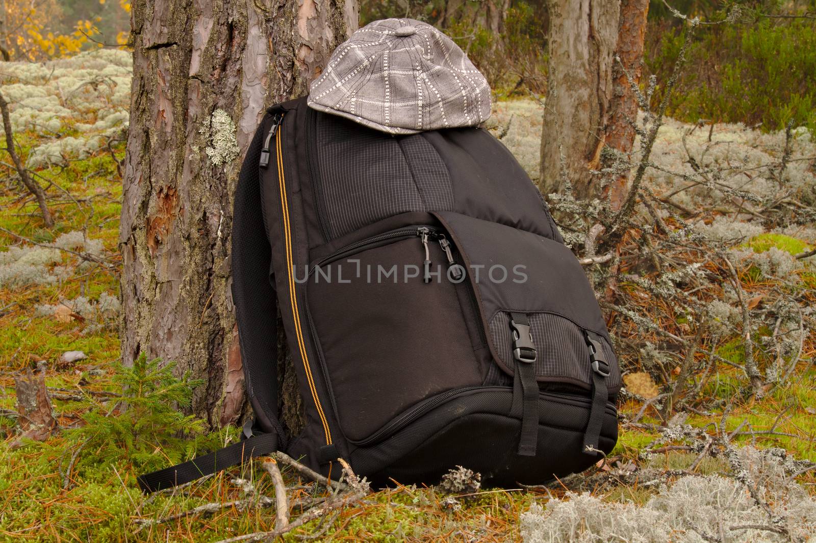 Hat of the hiker on the back bag in pine forest