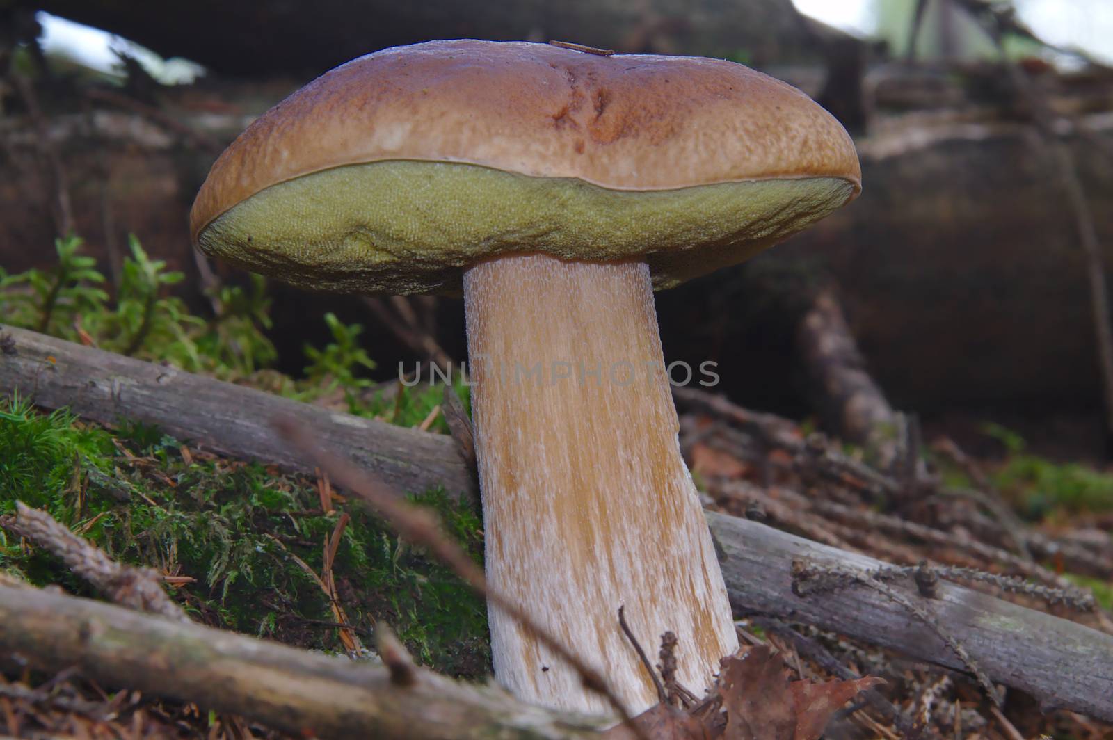 Large Legginum growing in the forest in fall during mushroom season