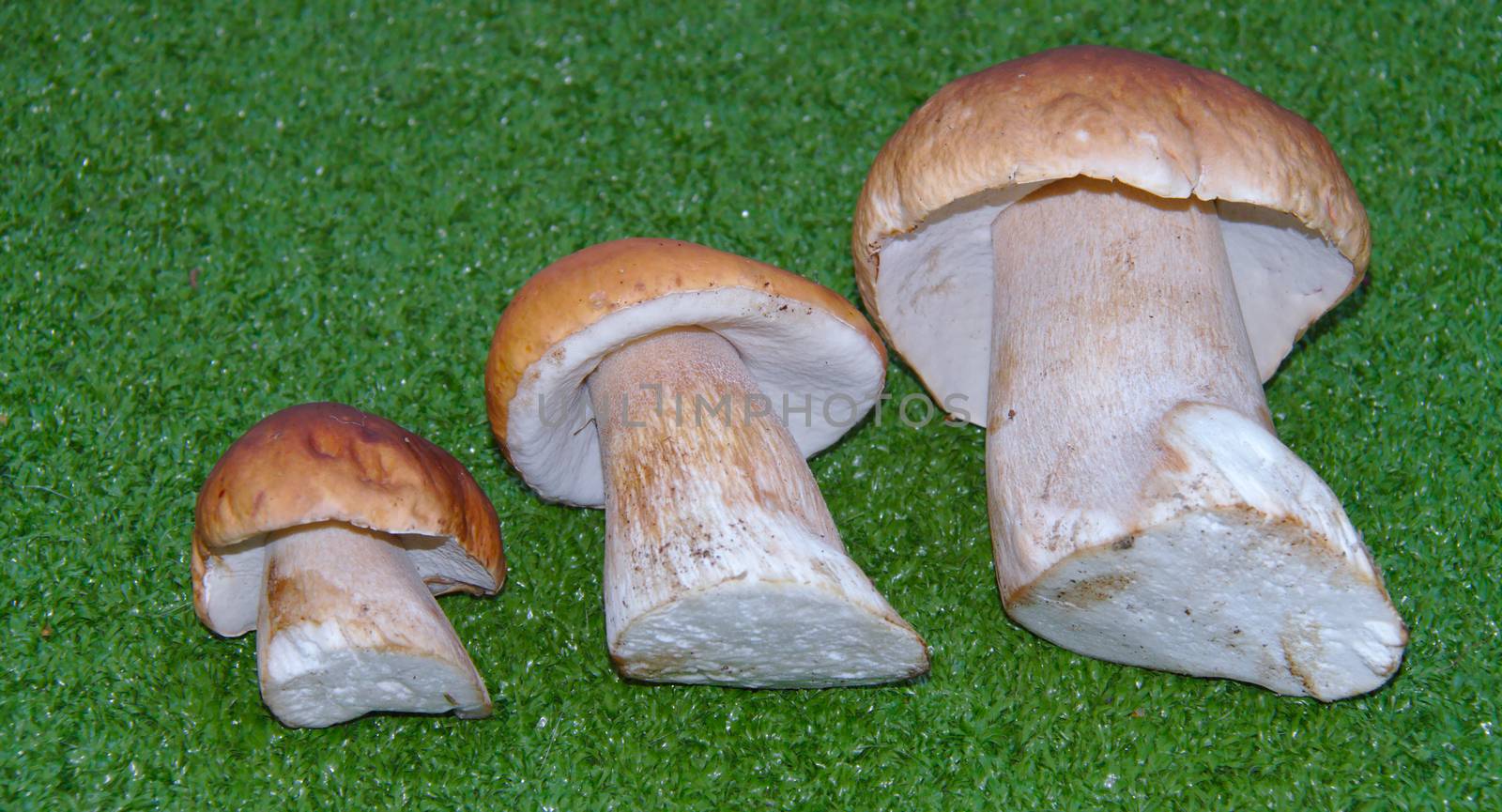 Three cute and delicious Leccinum mushrooms on green background. by Valokuva24