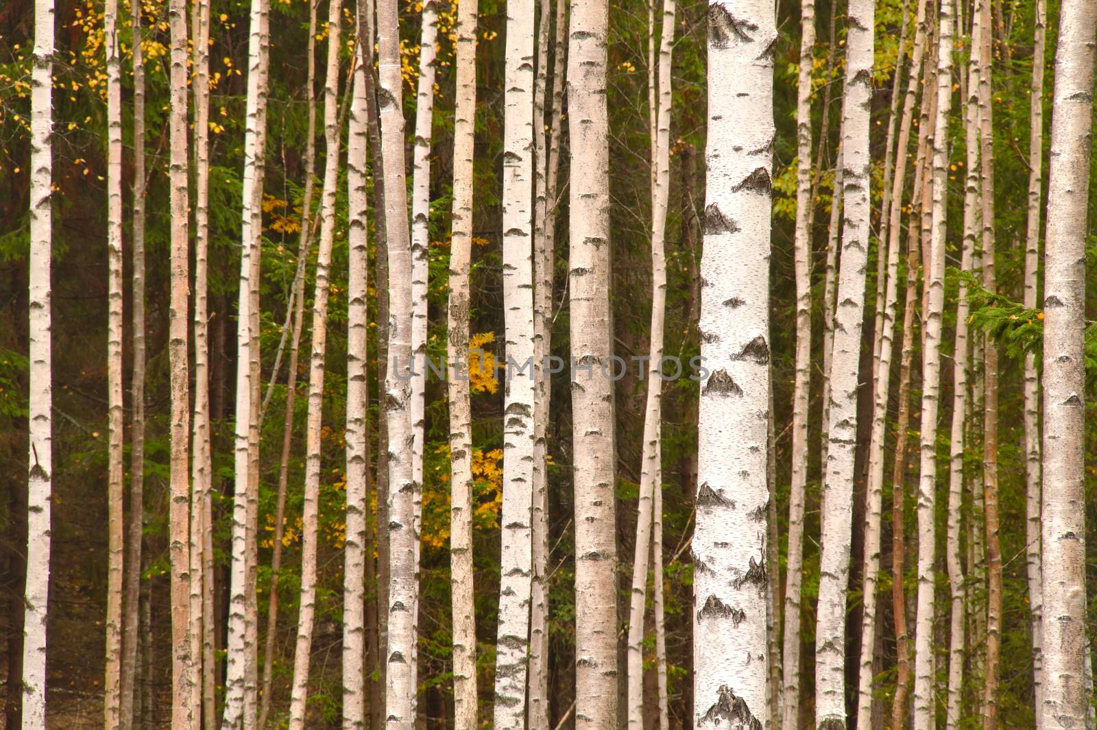 Nice young birch forest in fall with some yellow autumn leaves