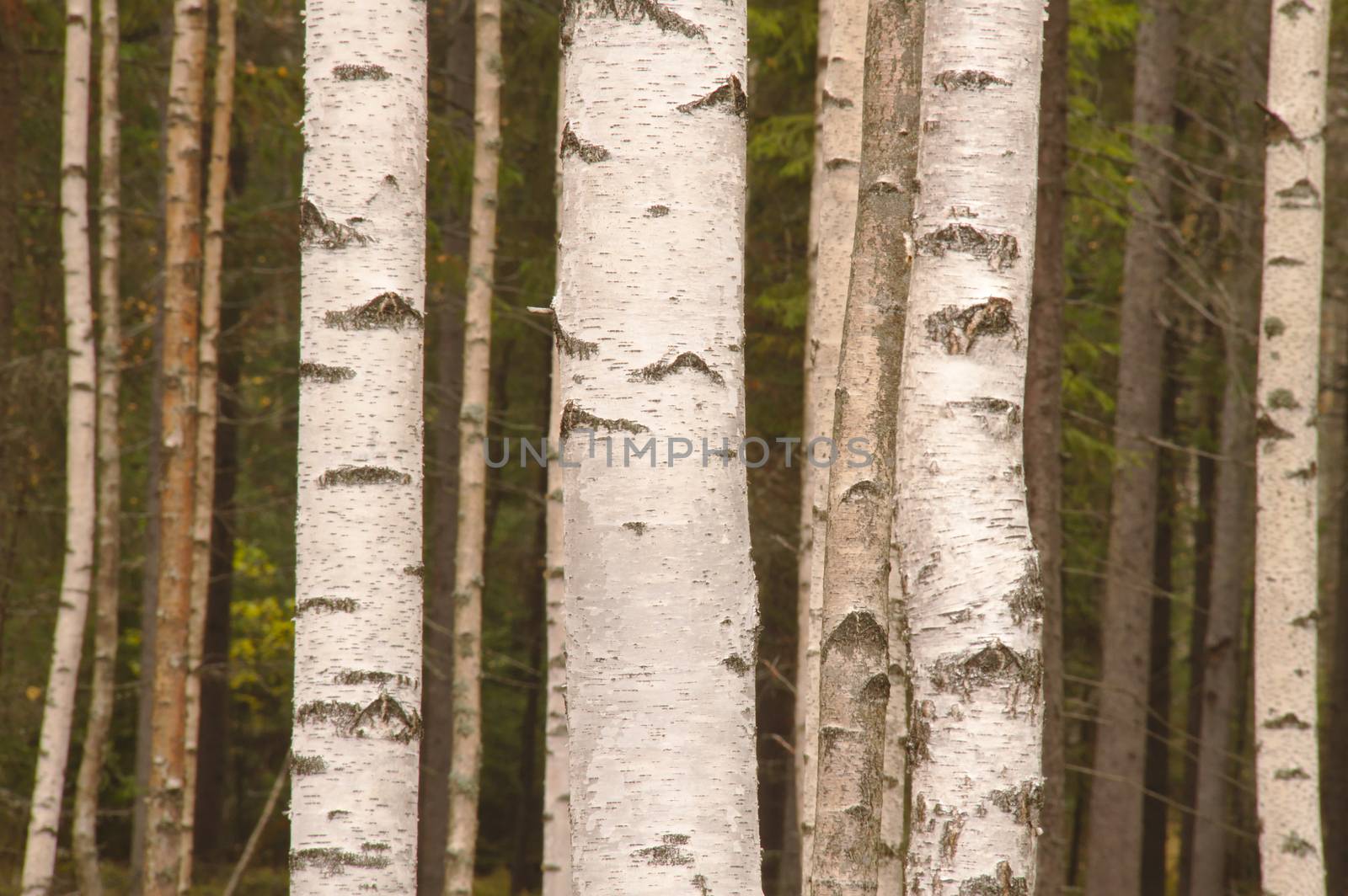 Closeup of few white birch trunks in the birch forest. by Valokuva24