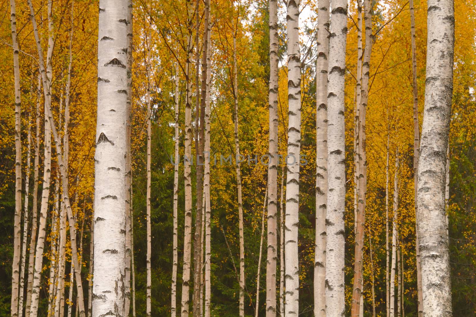 Beautiful birch forest in autumn