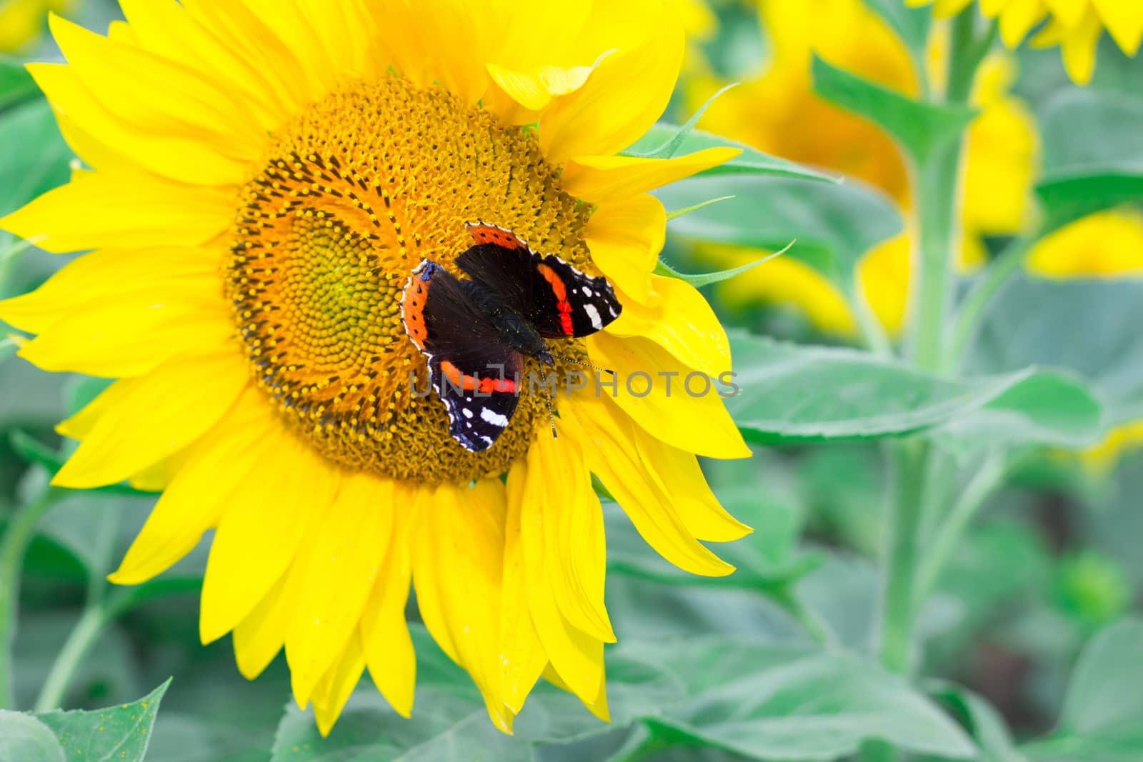 Close-up of colorful red black butterfly flying on yellow bright sunflowers on field
