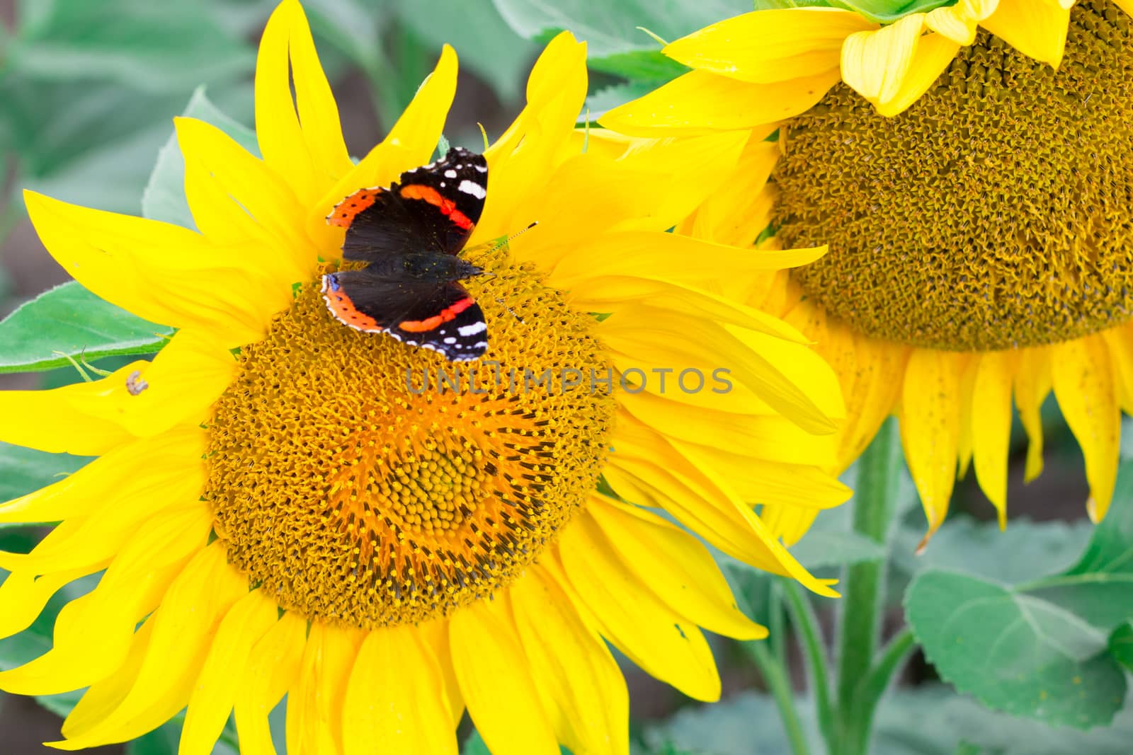 Close-up of colorful red black butterfly flying on yellow orange bright sunflower