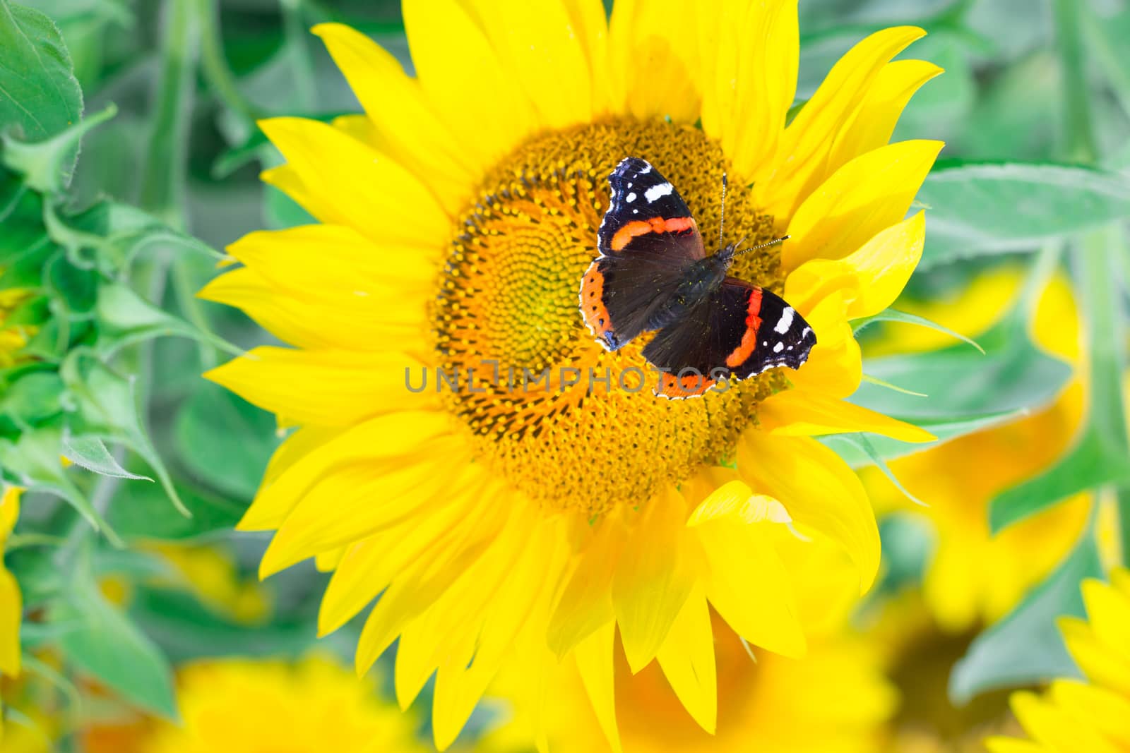Close-up of colorful red black butterfly flying on yellow bright by VeraVerano