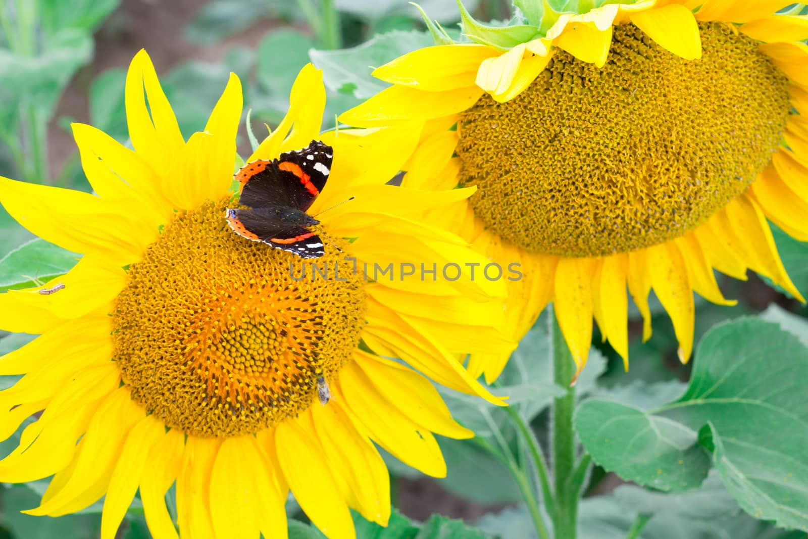 Close-up of colorful red black butterfly flying on yellow orange bright sunflowers