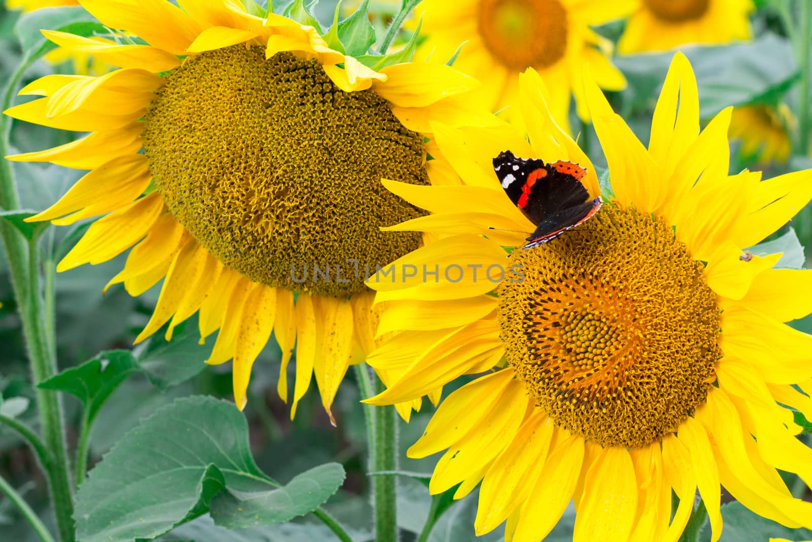 Close-up of colorful red black butterfly on yellow orange bright sunflowers on field