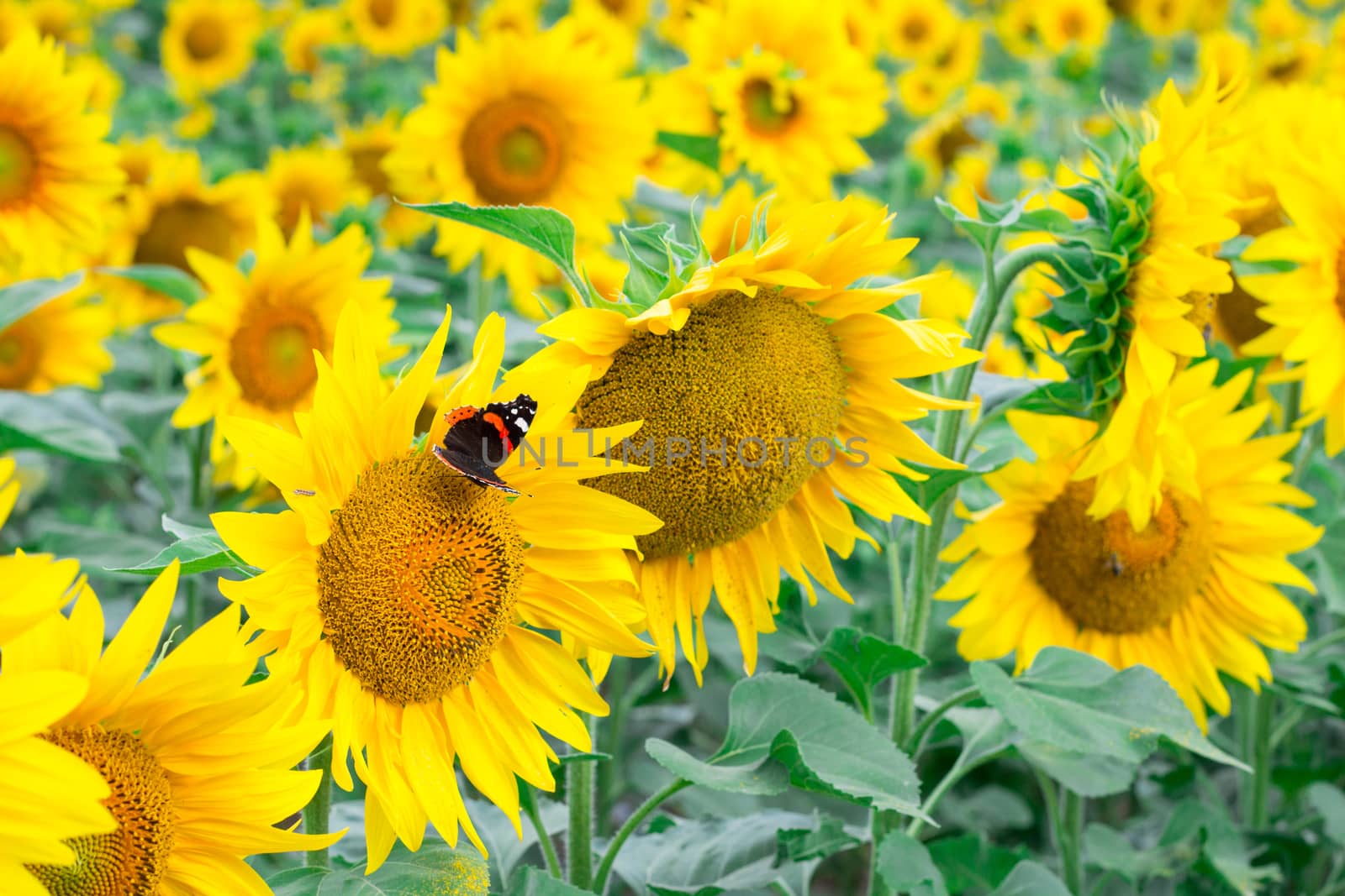 Red black butterfly flying on yellow bright sunflowers on field