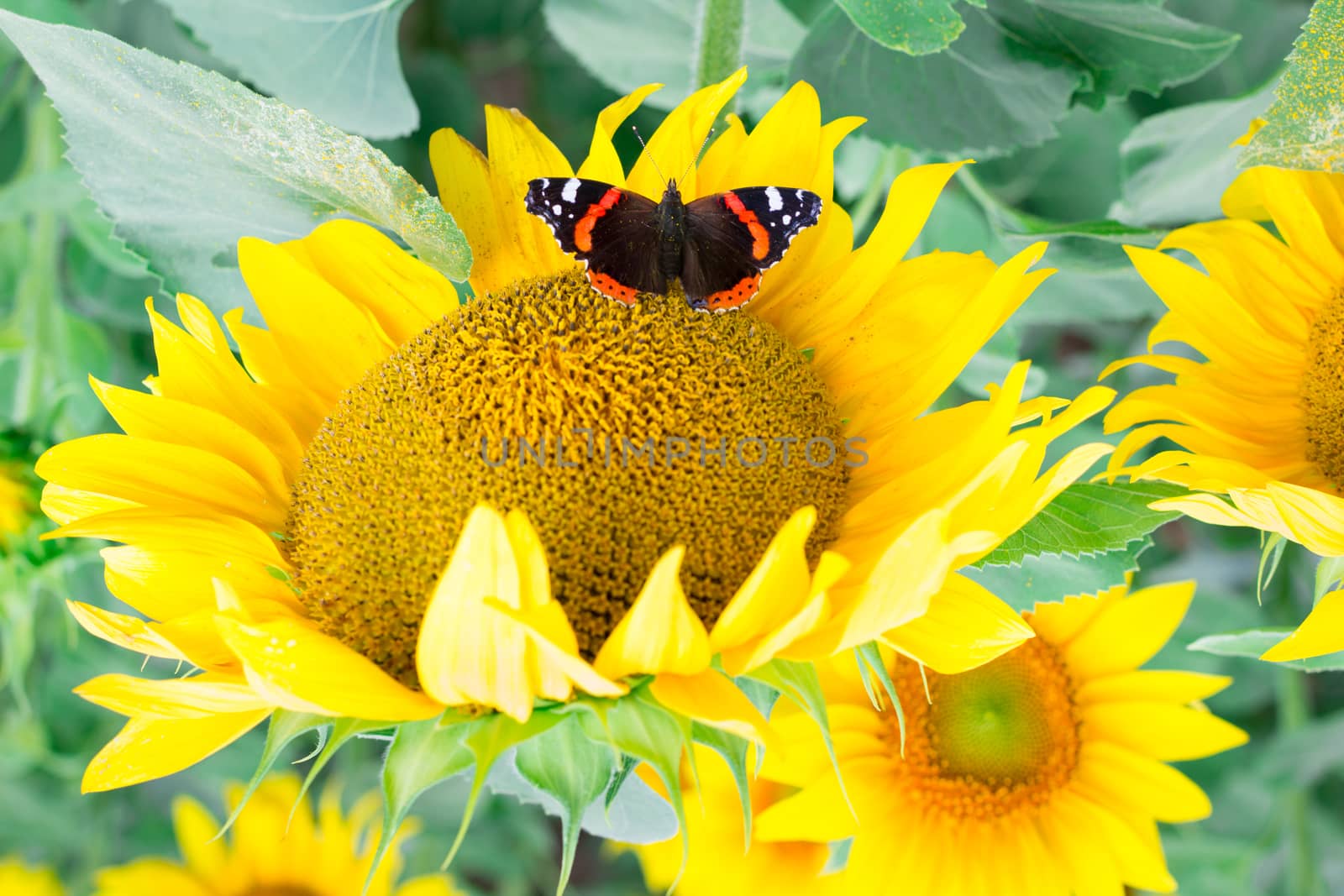 Close-up of colorful red black butterfly on yellow orange bright sunflower on field