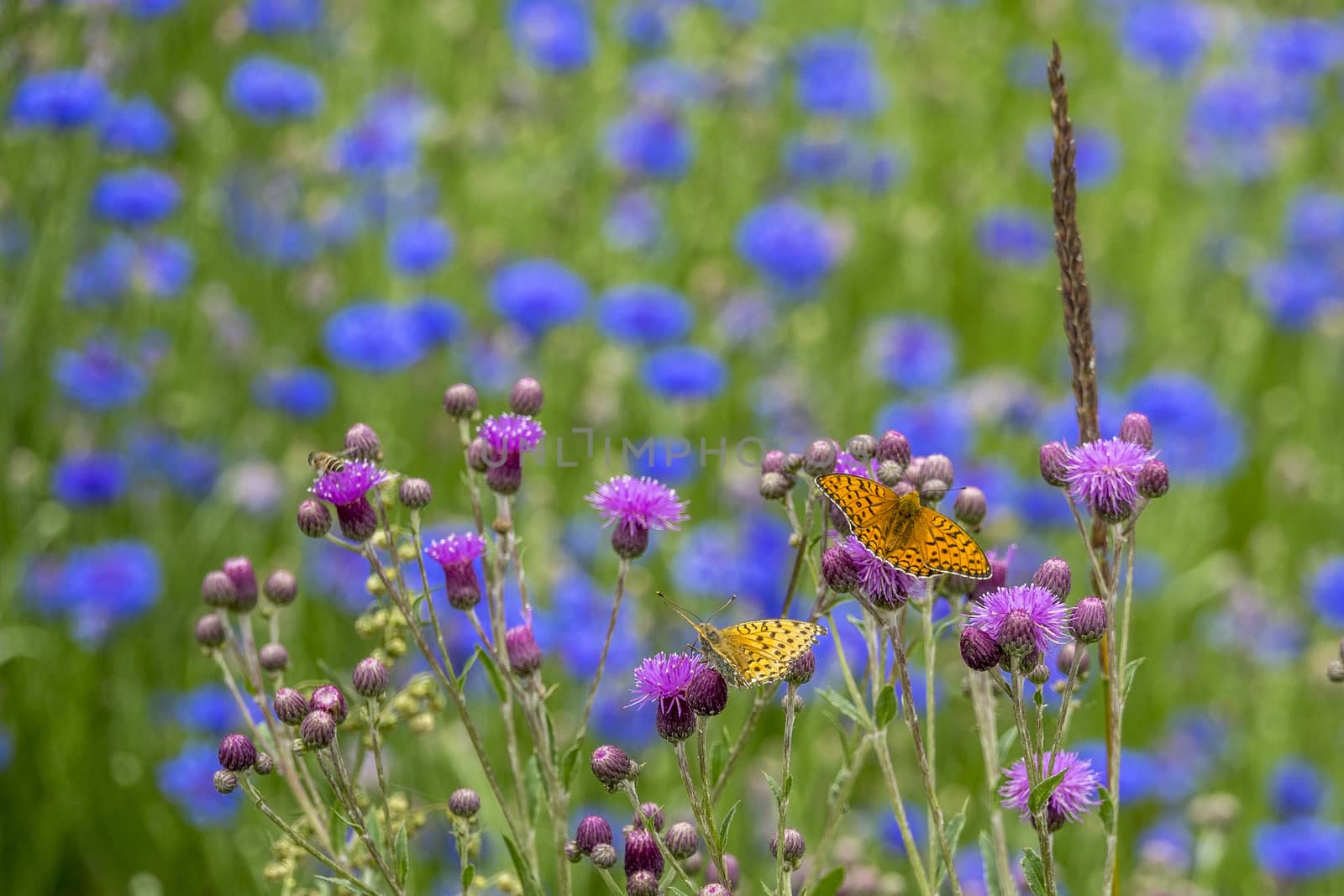 The Cirsium lineare (Thunb.) with butterfly in Gannan, Gansu province.