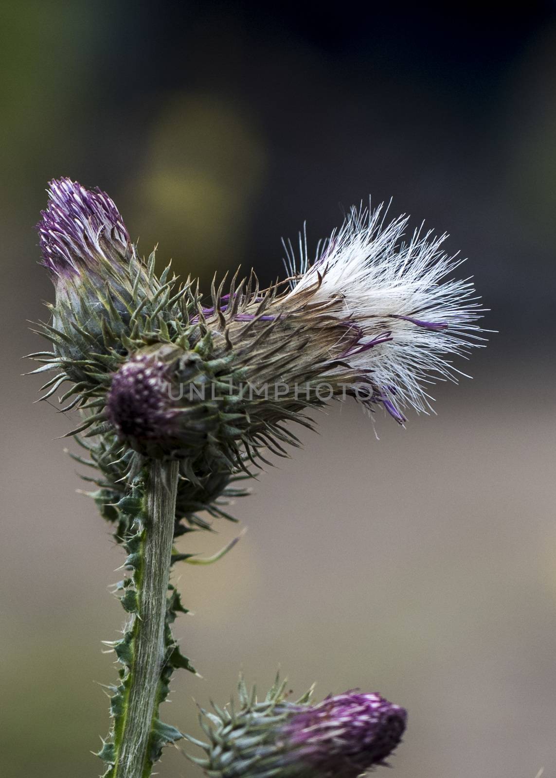 The Cirsium interpositum by JasonYU