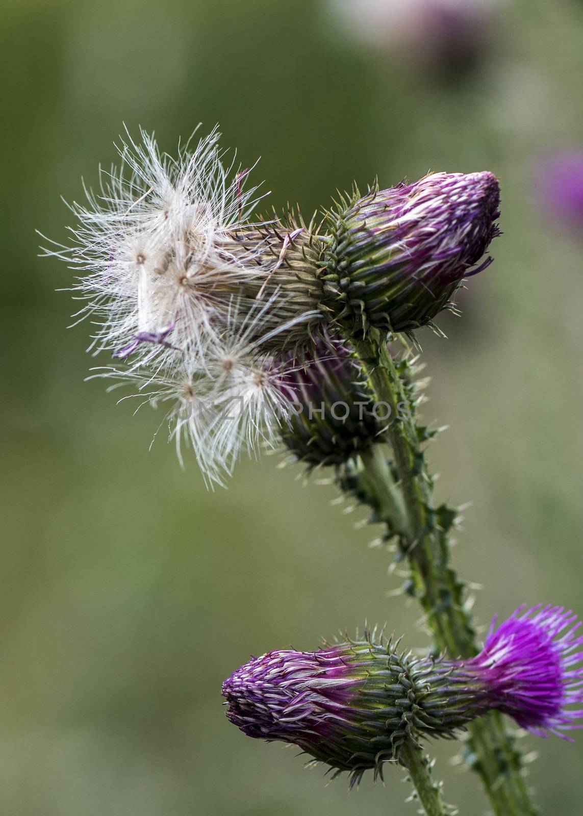 The Cirsium interpositum by JasonYU