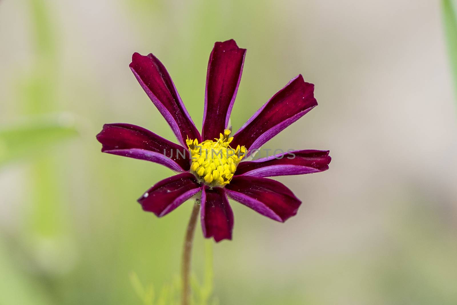 The cosmos bipinnatus in Ruoergai (Zoige) county, Sichuan province.