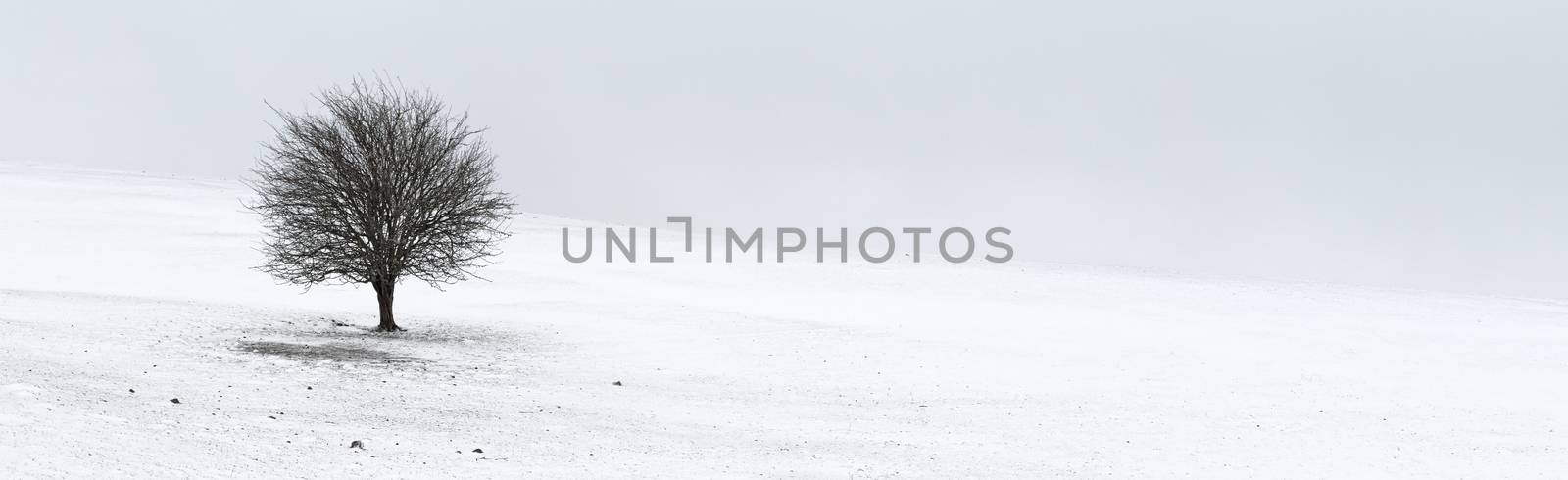 A single leafless tree sits alone on a barren stony hillside covered in snow on a gusty winter morning- four image stitch