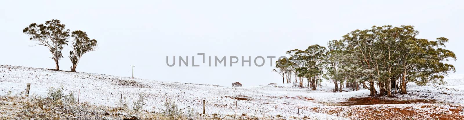 Rural undulating fields with snow covered hills and gum trees in winter.   multi stiched image panorama