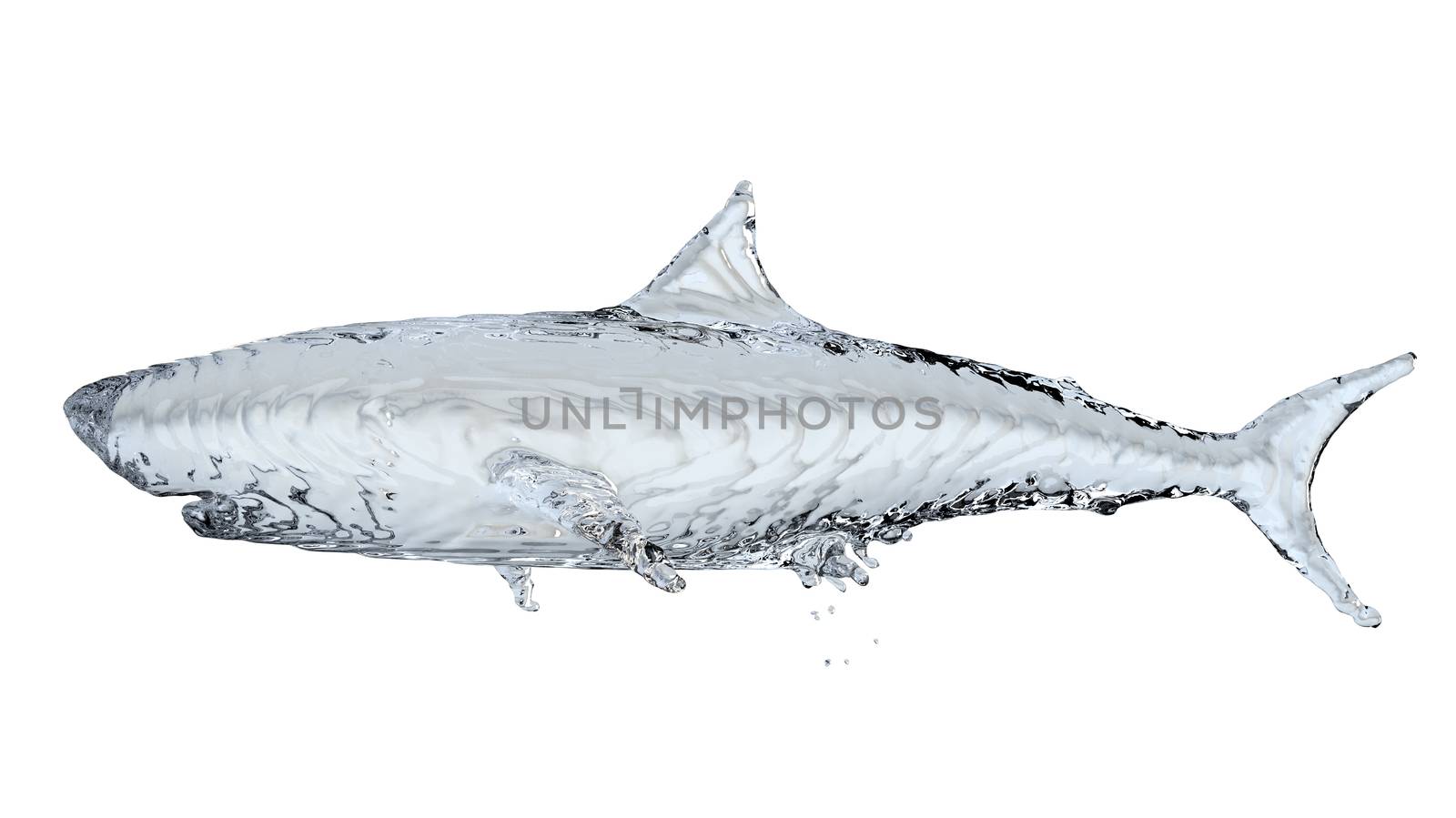 Water shark isolated on white background by cherezoff