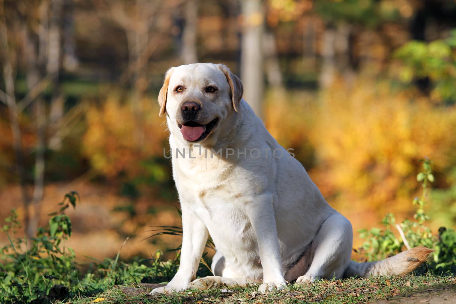 nice yellow labrador in the park in autumn