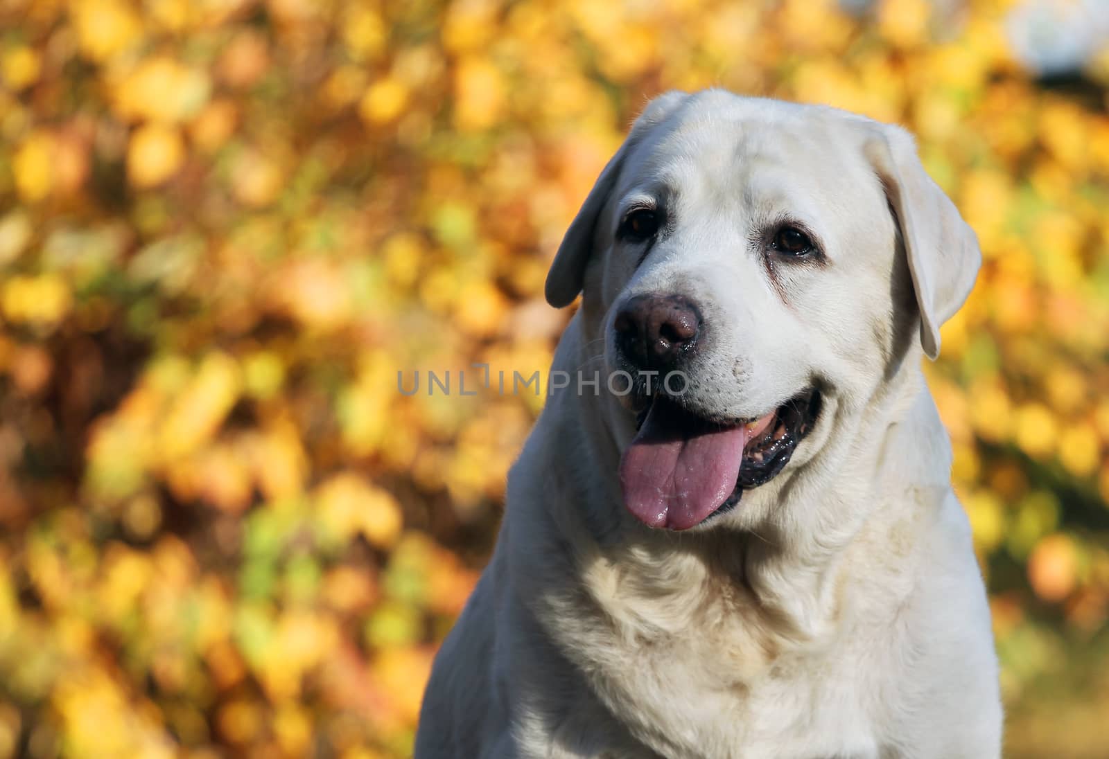 sweet nice yellow labrador in the park in autumn