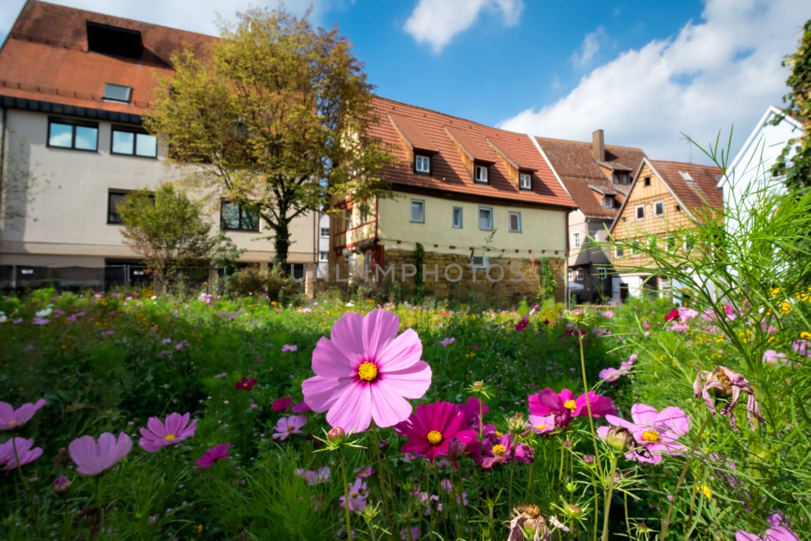 Flowers on a meadow in the German town Aalen in summer