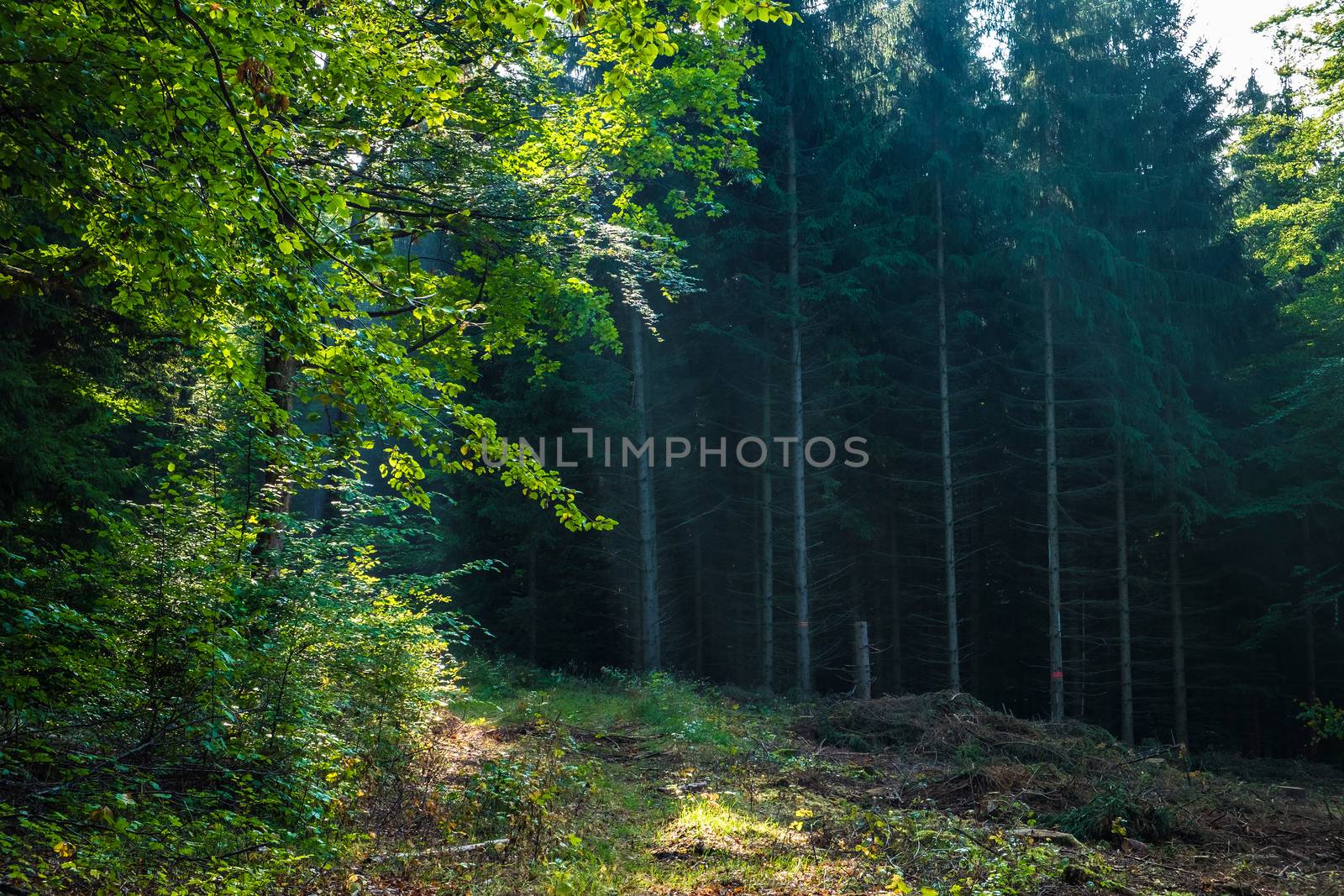 Romantic forest near town Aalen in Germany in summer