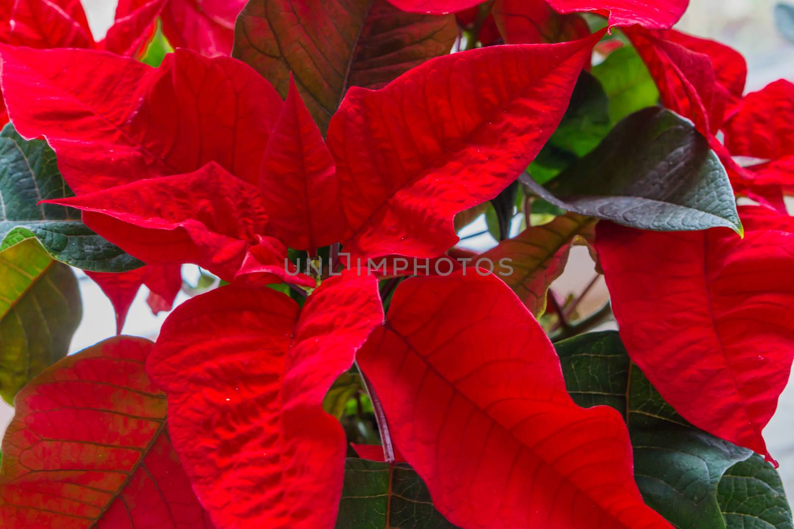 Red christmas star flower in macro closeup, a decorative and traditional christmas plant by charlottebleijenberg