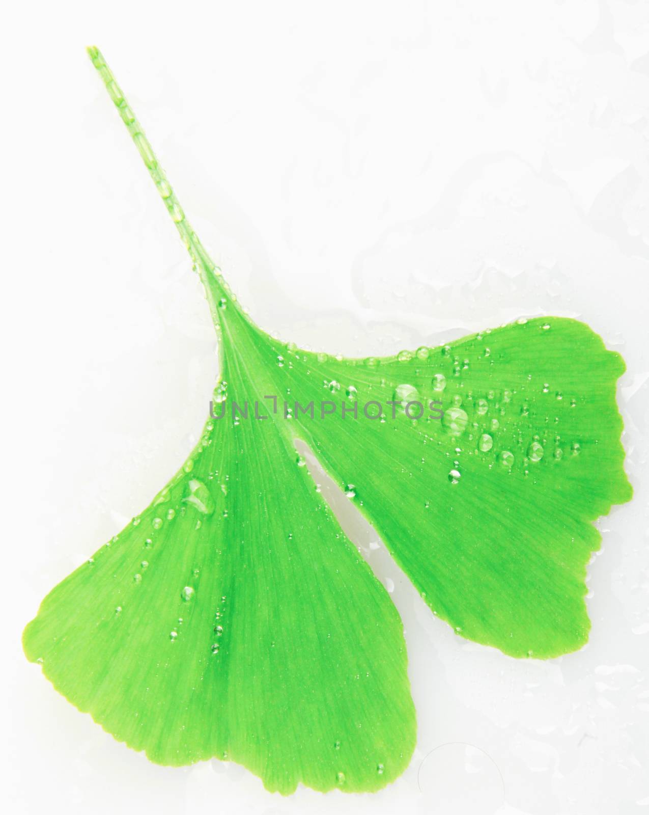 Ginkgo Leaf Isolated On White Background