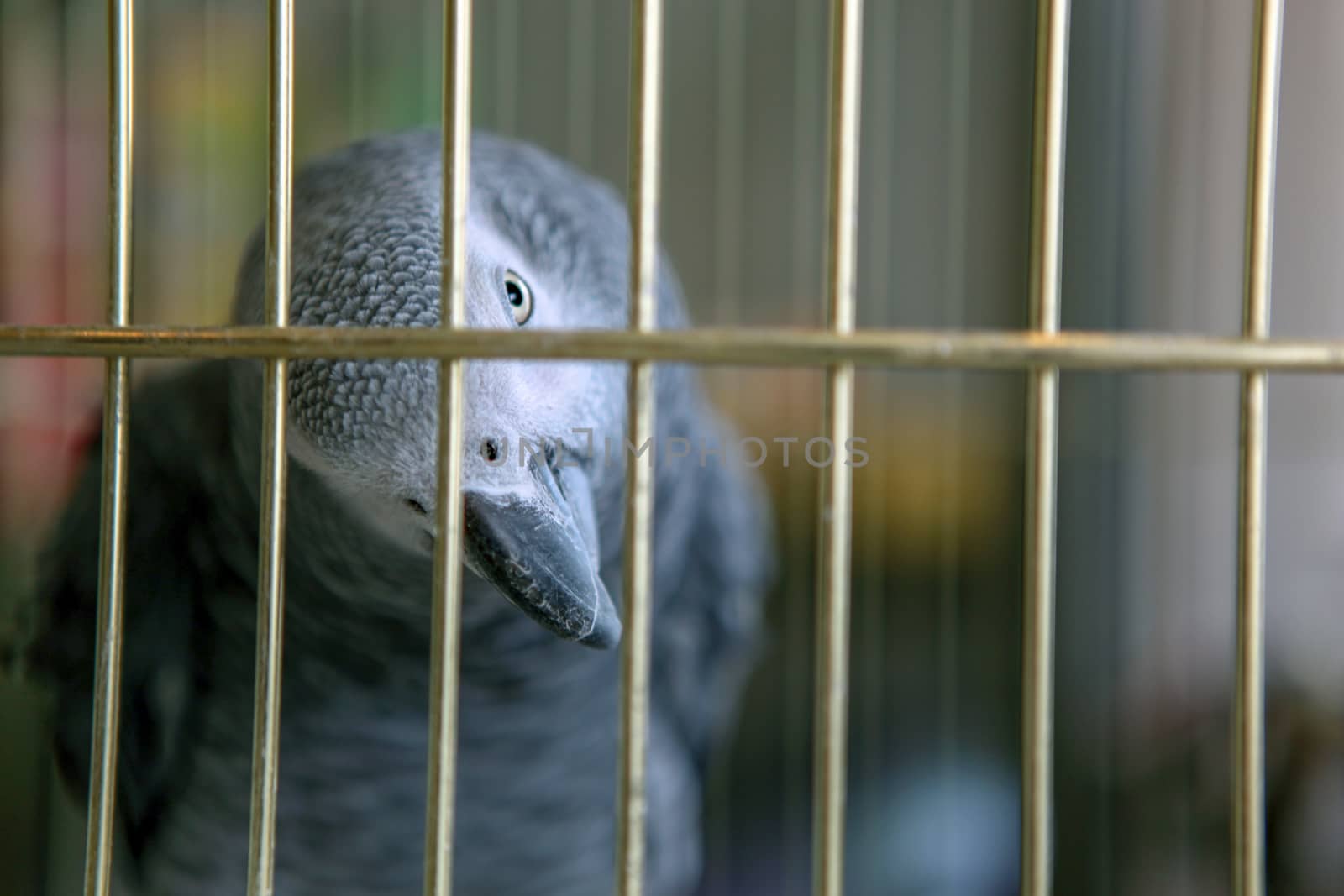 African Grey Parrot by nenovbrothers