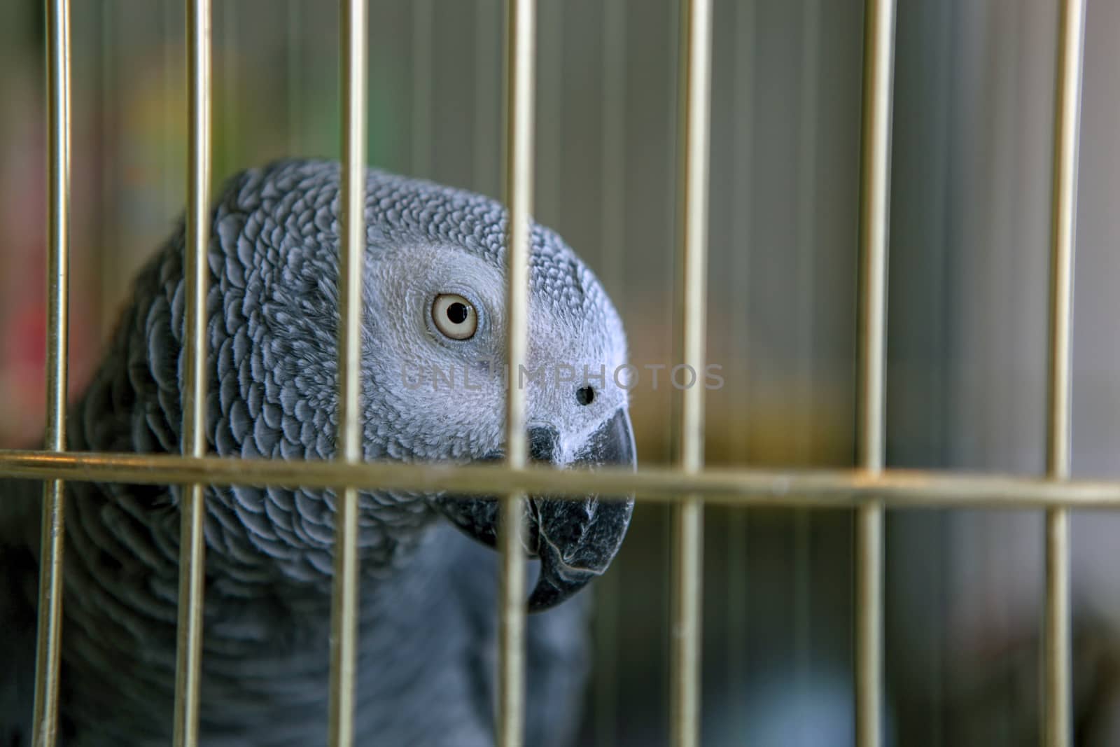 African Grey Parrot by nenovbrothers