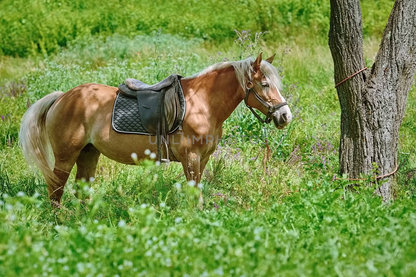 Chestnut Horse Tied to the Tree on Pasture