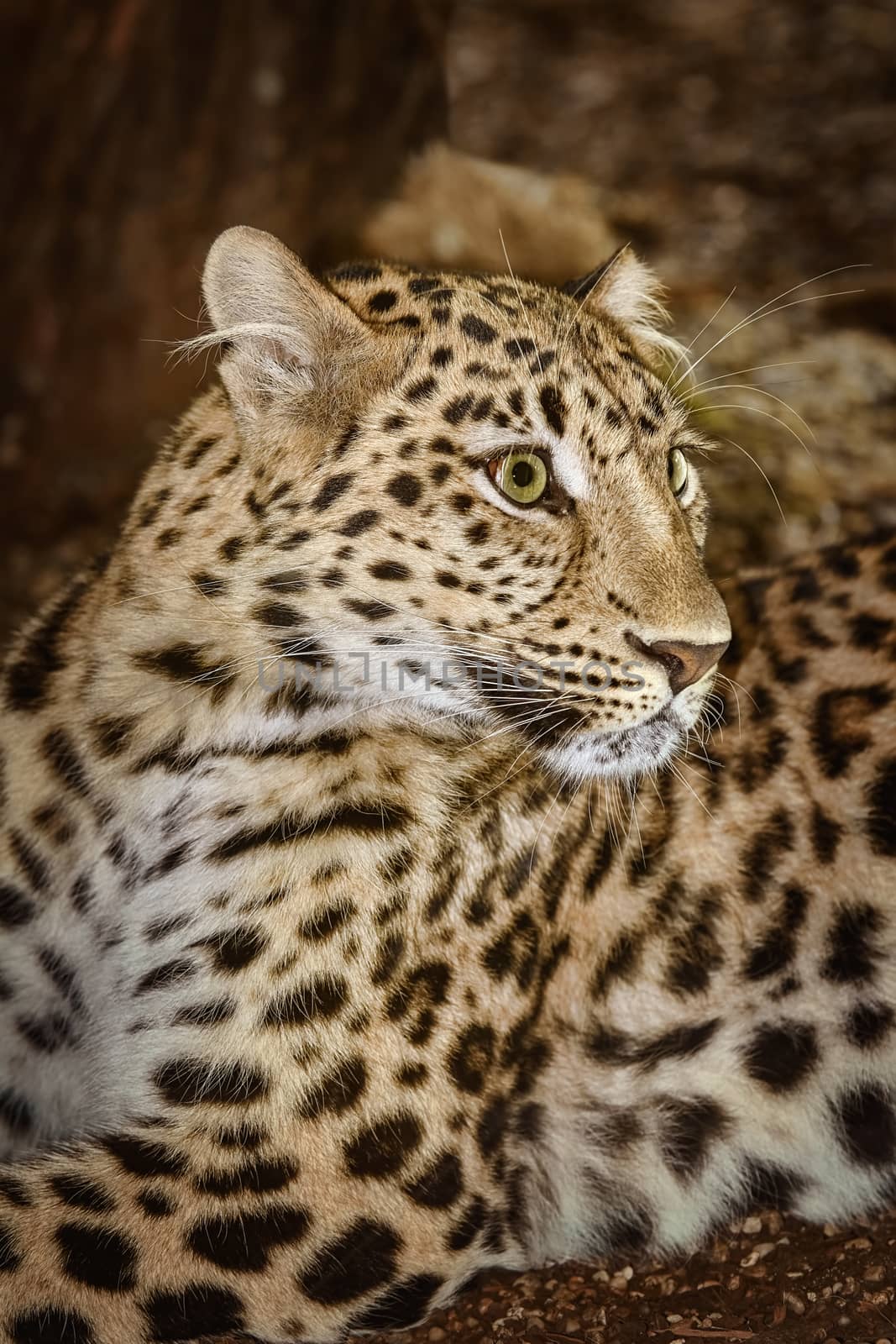 Closeup Portrait of Leopard (Panthera Pardus)