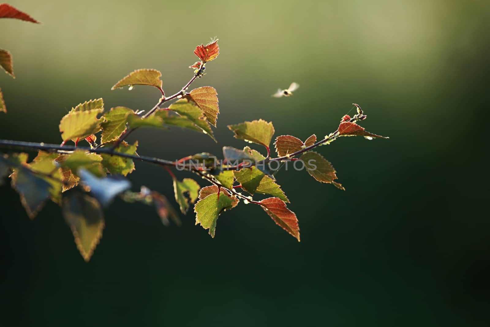 Summer background with young red birch leaves. Red birch branch. Birch branch as background.