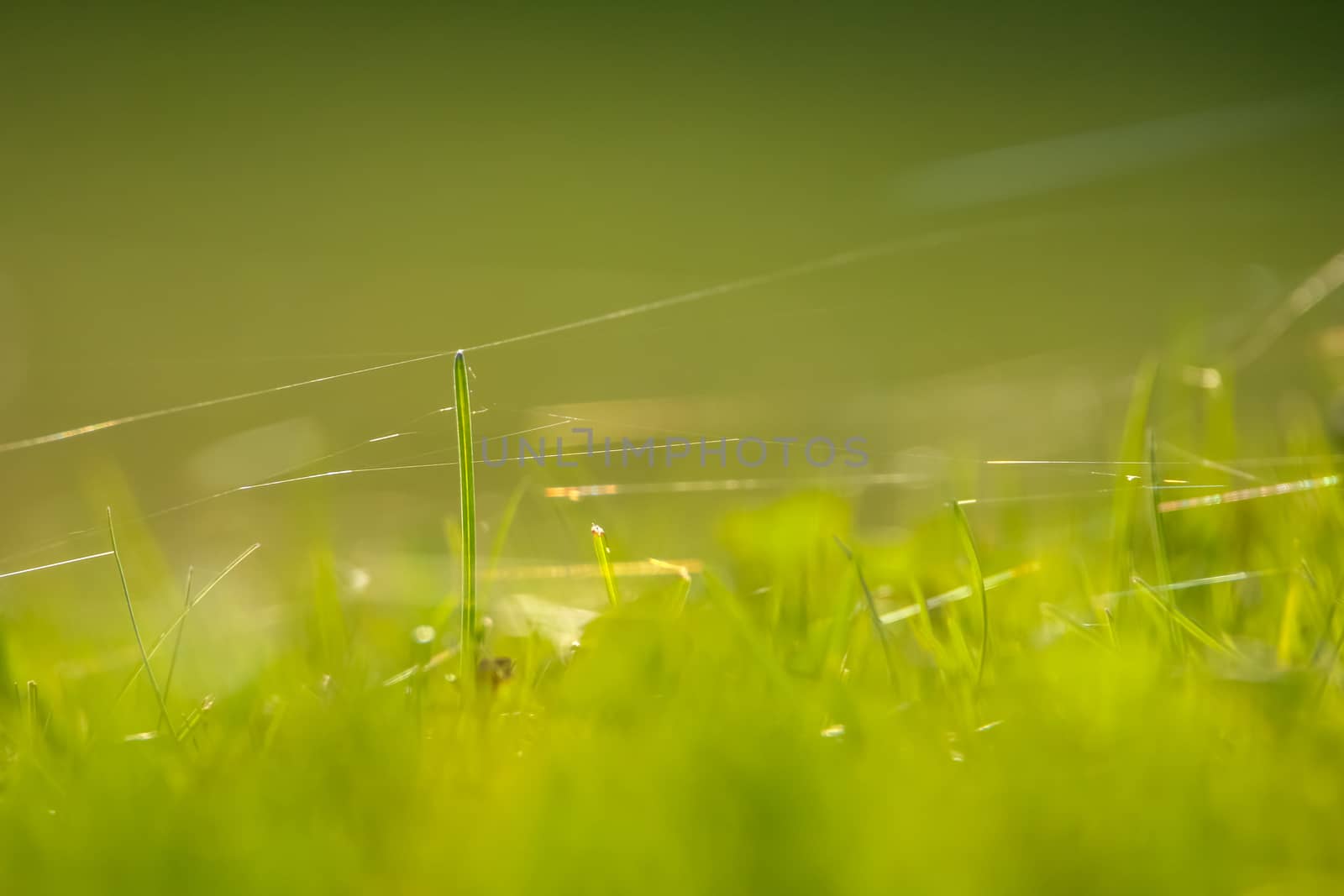 Closeup of green field. Spider web on a green grass.  Meadow with spider web. Wild grass. Nature meadow in Latvia. Abstrat background of green field.