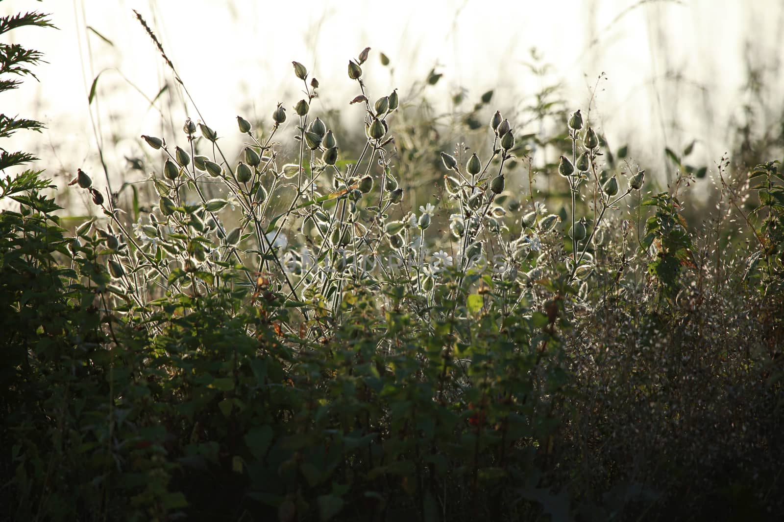 Light  rays shines through long green grass. Flowers on a green grass. Meadow with rural flowers. Wild rural scene in Latvia. Field flowers on long wild grass. Long green grass as nature background.