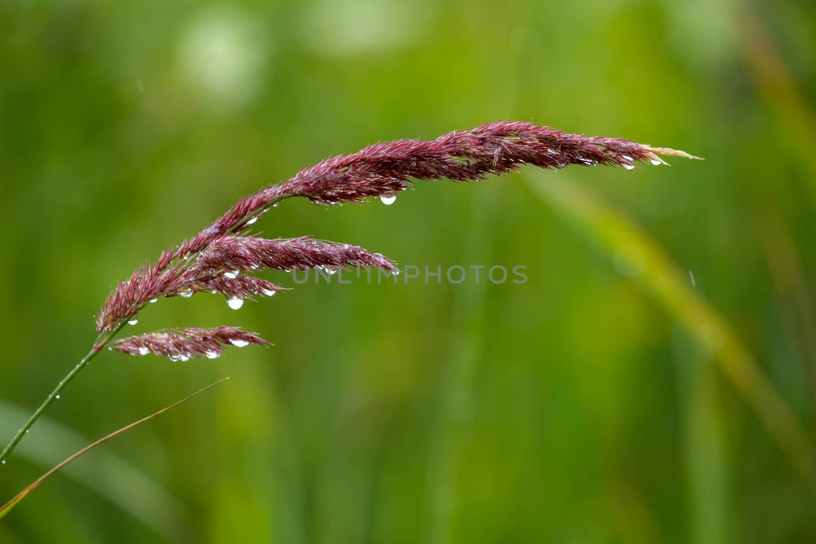 Close up of fresh thick grass with water drops after the rain. Dew drops on green grass in Latvia. Rain drops on bent. Background of wet grass. 