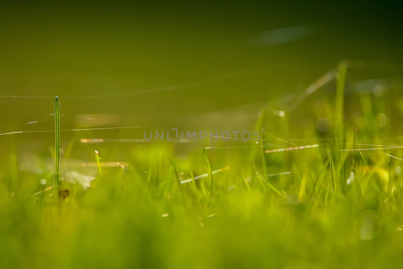 Closeup of green field. Spider web on a green grass.  Meadow with spider web. Wild grass. Nature meadow in Latvia. Abstrat background of green field.