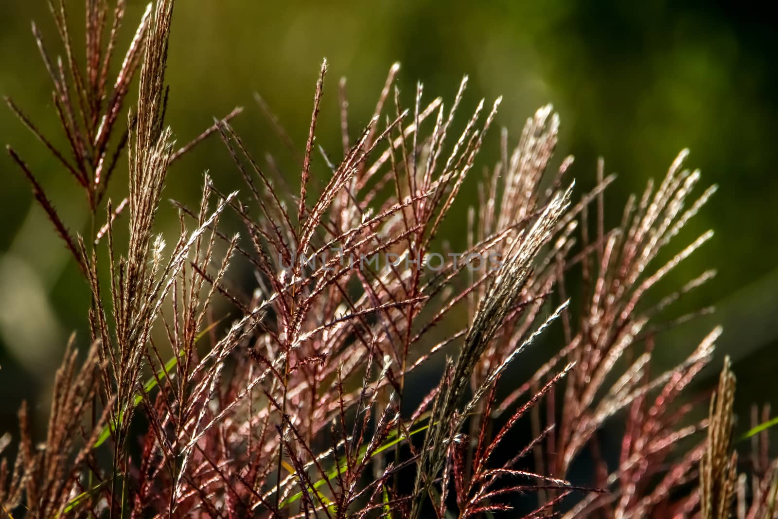 Closeup of grass. Grass on the background of river. Nature grass near the river in Latvia. Abstract background of grass and river. Wild grass in autumn, Latvia. 

