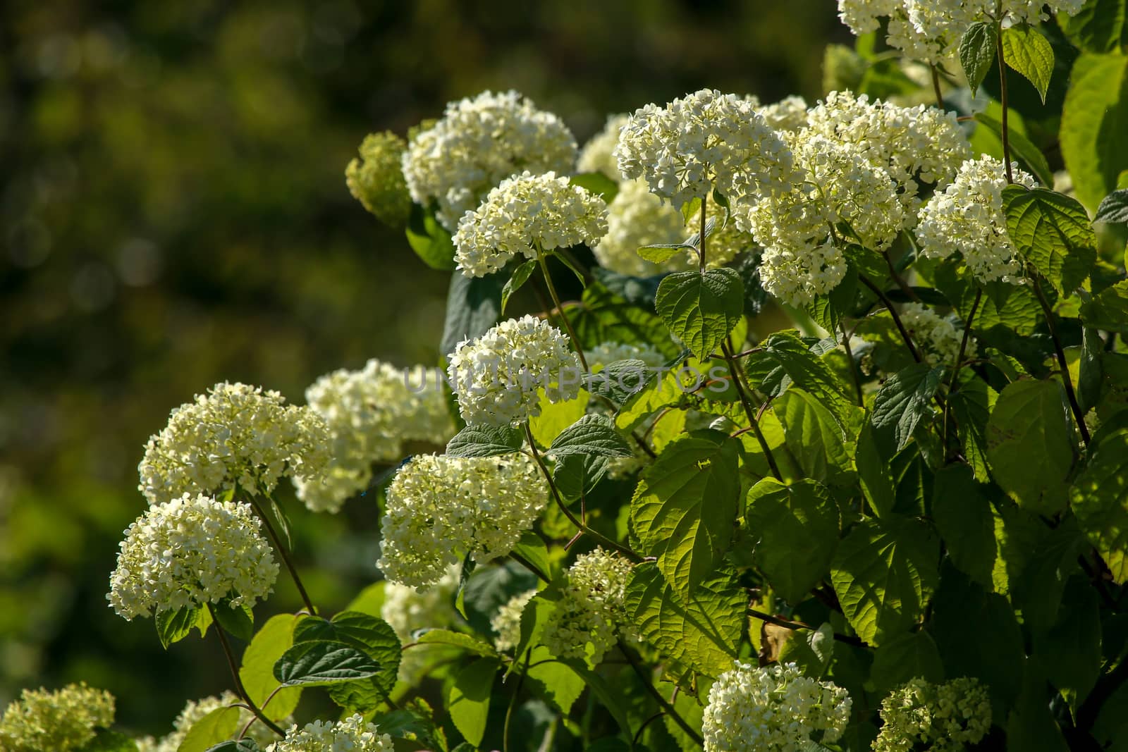 Flowering shrub. Shrub with white flowers. White flowering bush on green field. Closeup of bush. Flowering shrub with white flowers in summer day, Latvia.