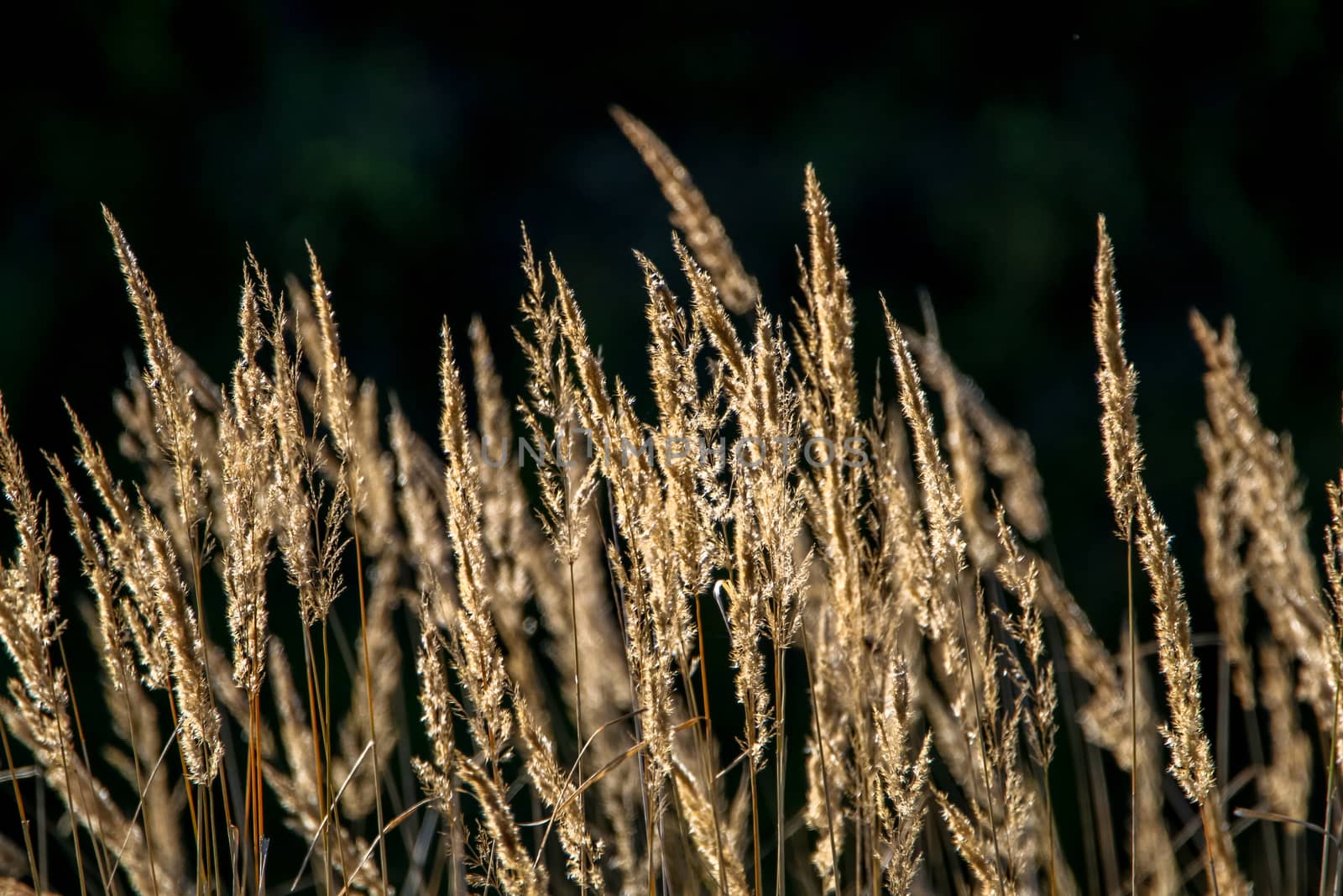 Closeup of grass. Grass on the background of river. Nature grass near the river in Latvia. Abstract background of grass and river. Wild grass in autumn, Latvia. 

