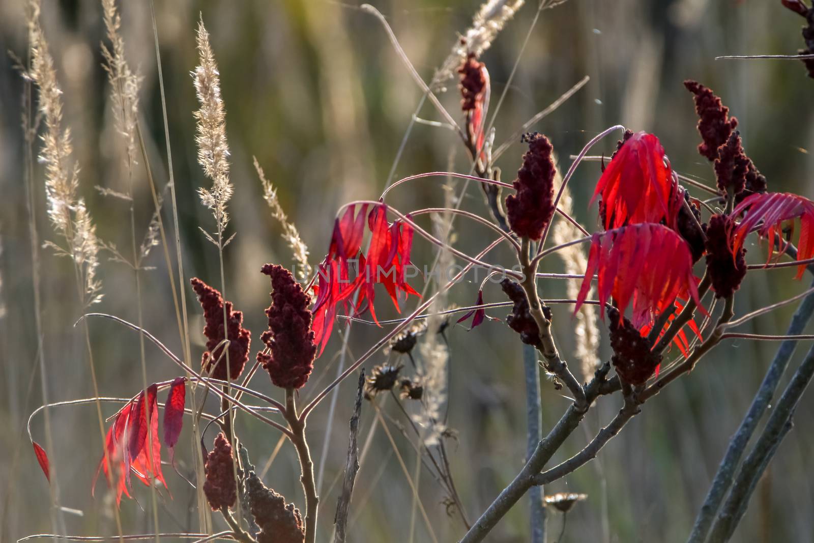 Colorful vibrant leaves on a sumac plant during the autumn season in Latvia. Sumac with red  leaves.