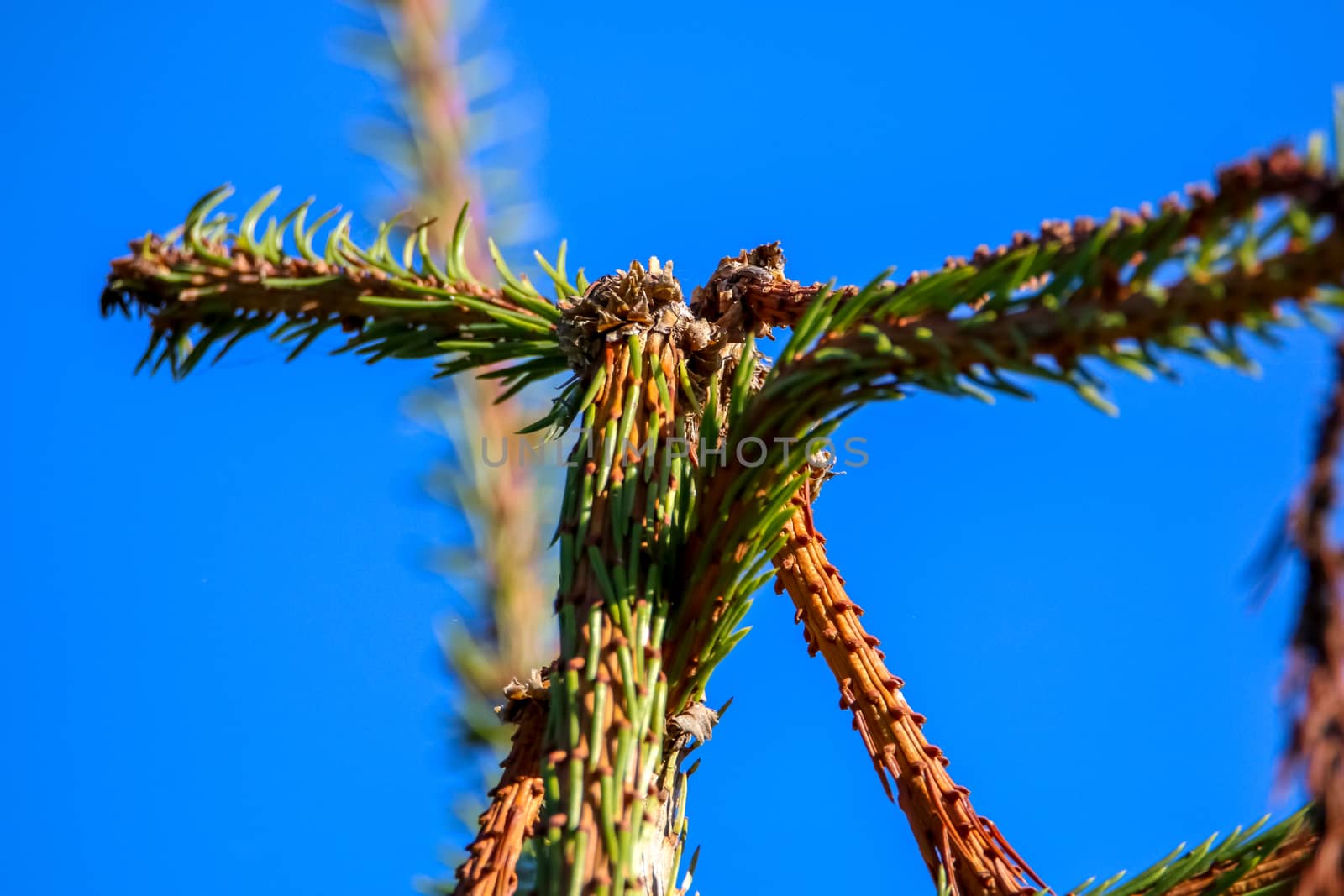 Spruce top on bright blue sky background. Fir tree top with needles in sunny day, Latvia.
