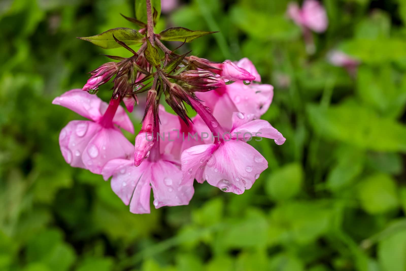 Pink flowers. Blooming flowers. Pink phlox on a green grass. Garden with phlox. Garden flowers. Nature flower after the rain in garden. Blooming phlox with rain drops.