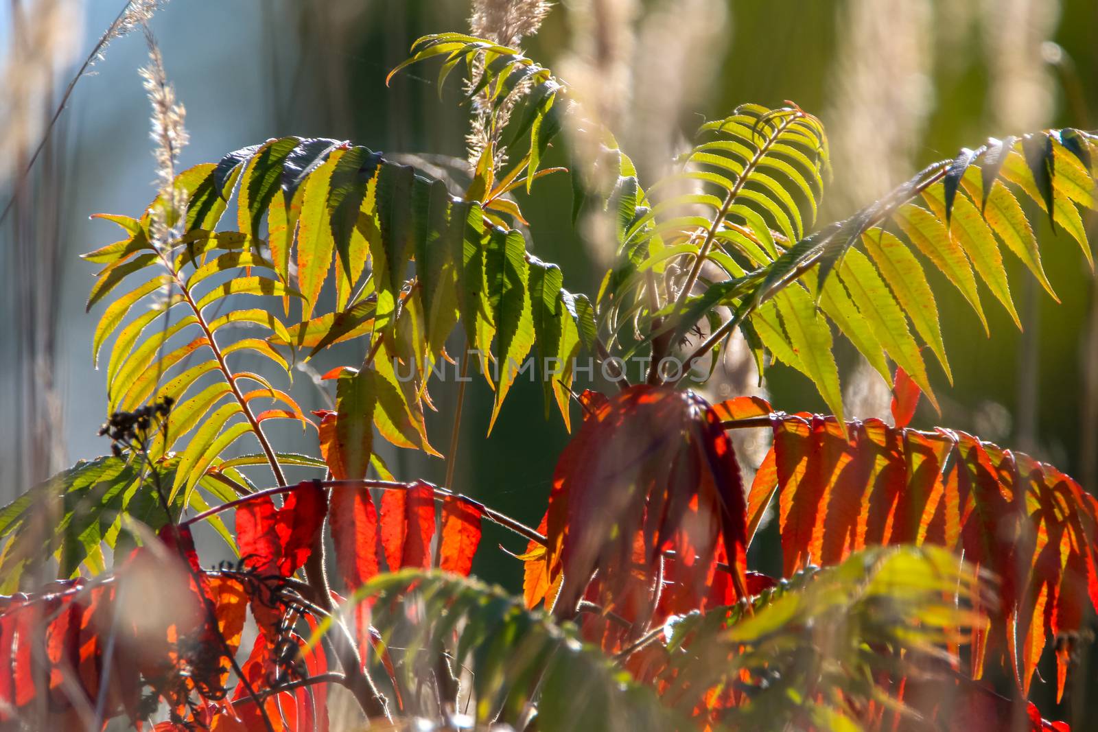 Colorful vibrant leaves on a sumac plant during the autumn season in Latvia. Sumac with red and green leaves. 

