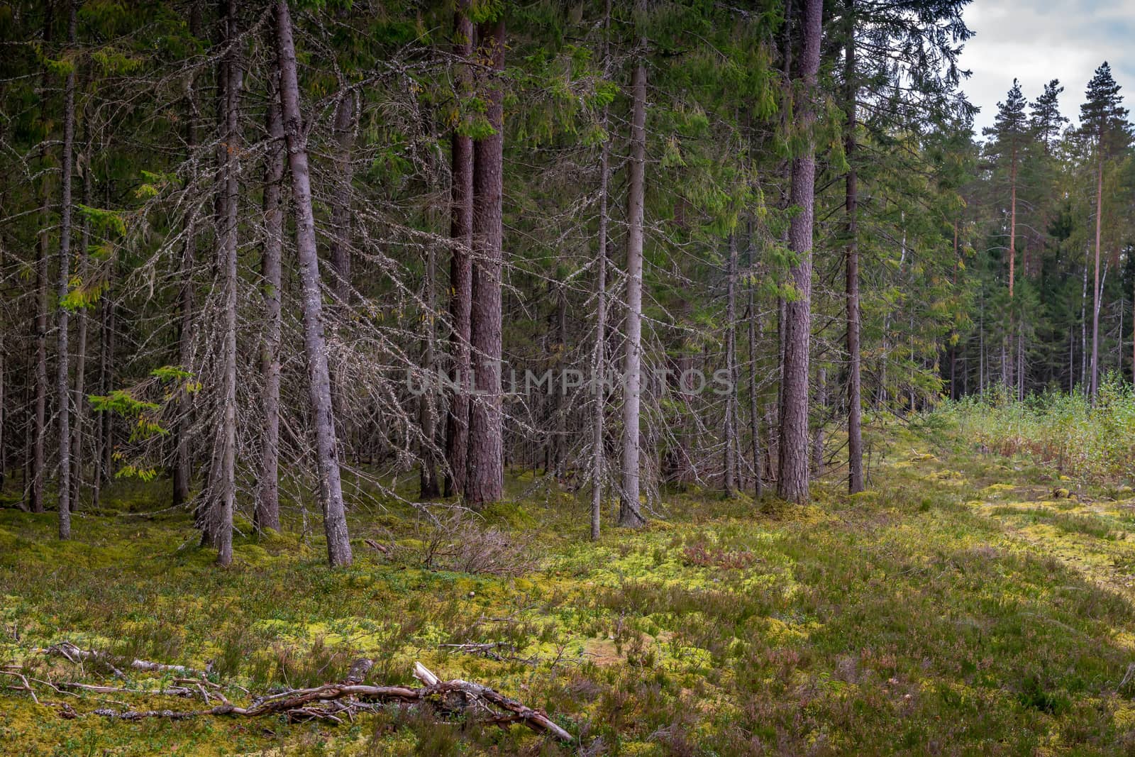 Mossy coniferous forest in Latvia. Fir and pine forest. Mixed wood of pine and spruce trees. Coniferous forest with spruce and pine trees.