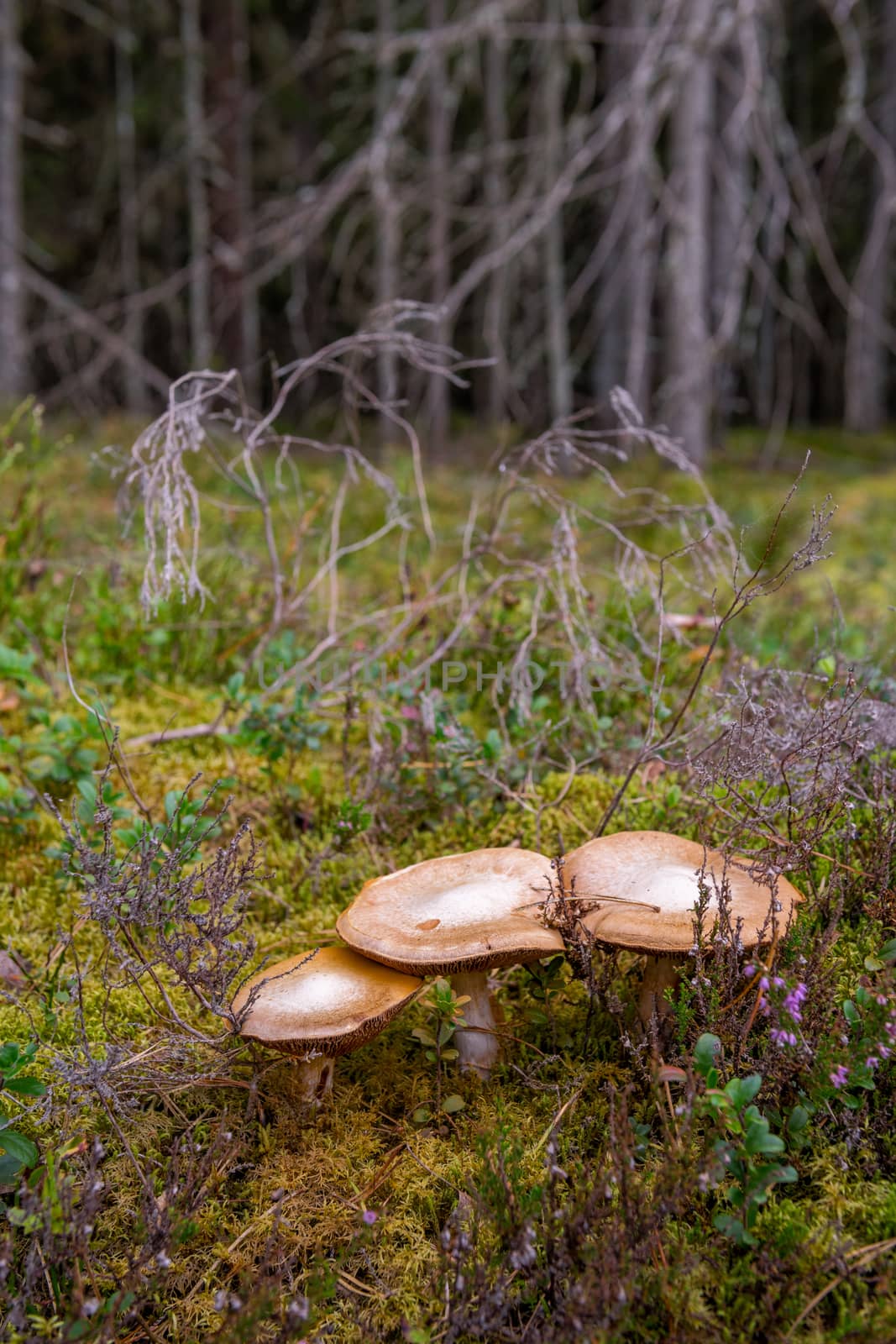 Mushrooms in wood. Mossy coniferous forest in Latvia. Mushrooms growing in wood.  Closeup of three mushrooms. Healty and vegetarian food.


