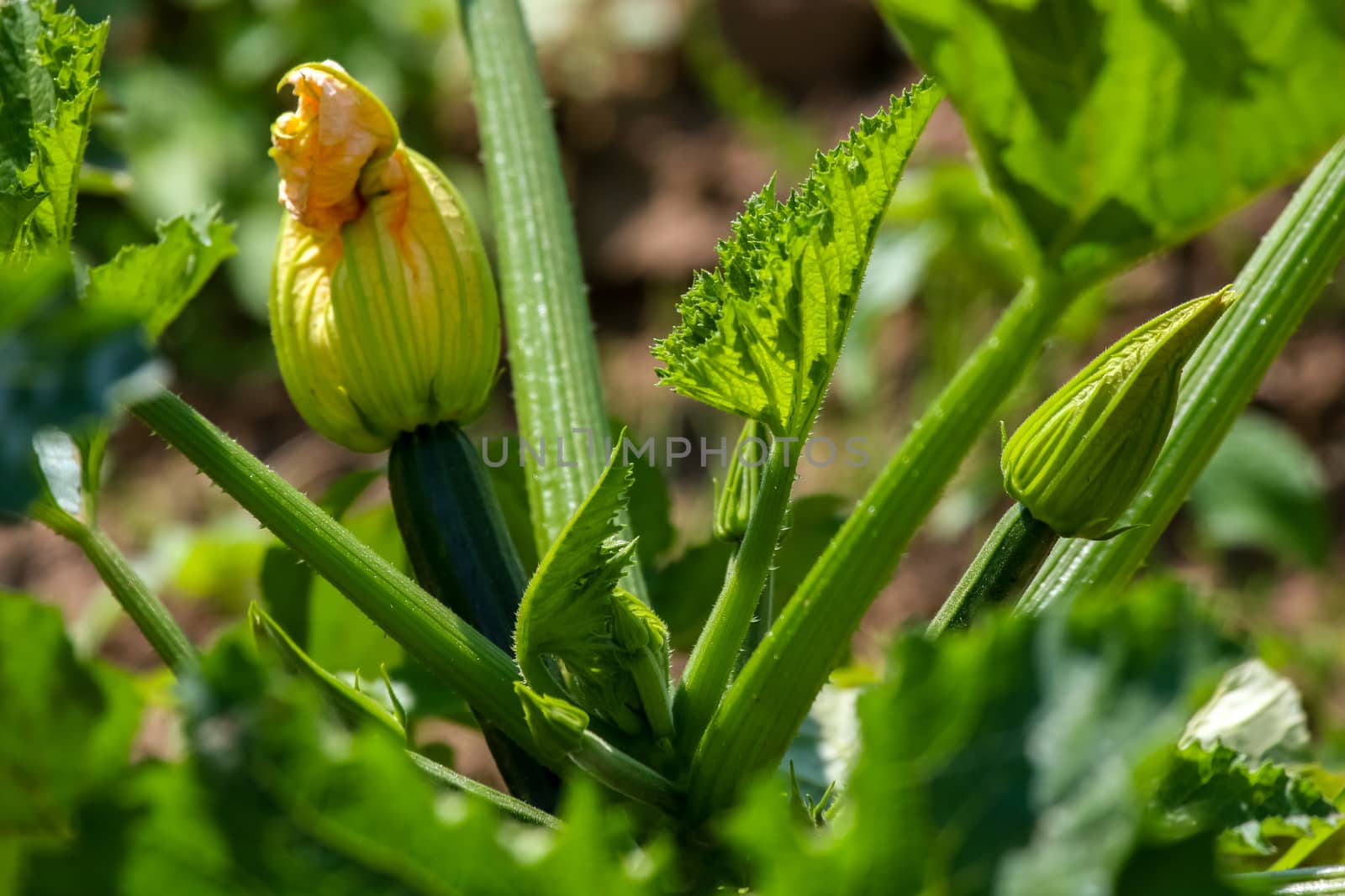 Flowering zucchini in the vegetable garden. Courgette flower in garden, Latvia. 

