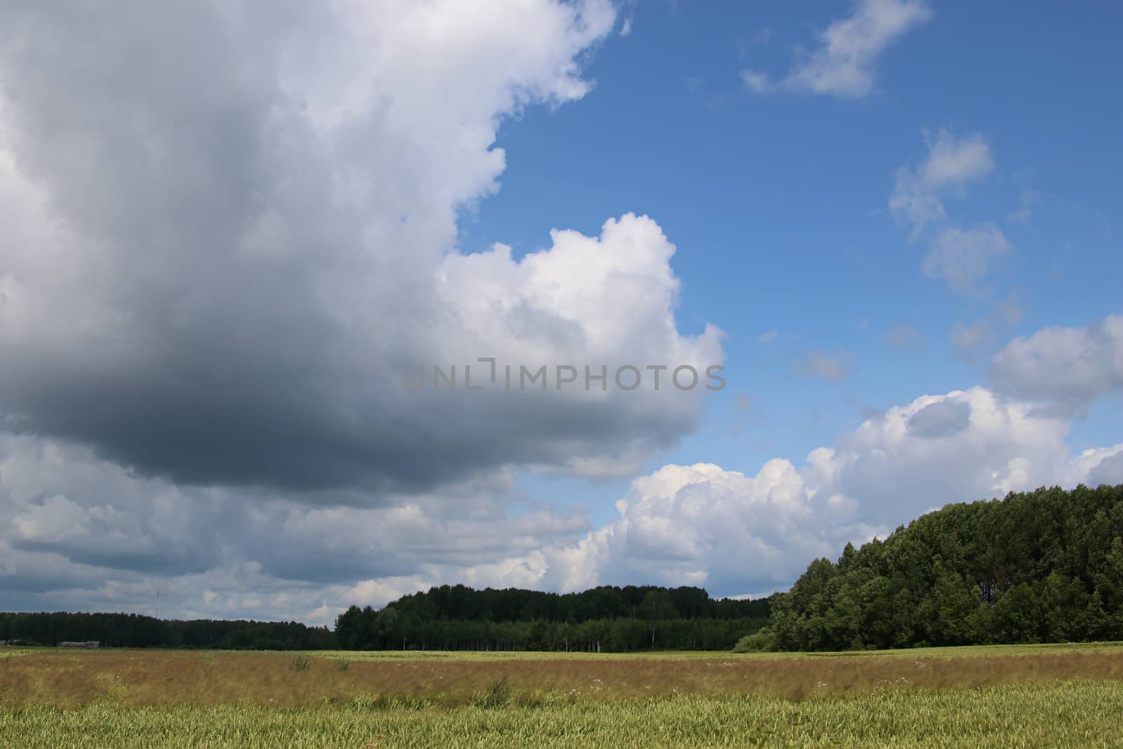 Summer landscape with cereal field, wood and cloudy blue sky. Classic rural landscape in Latvia.