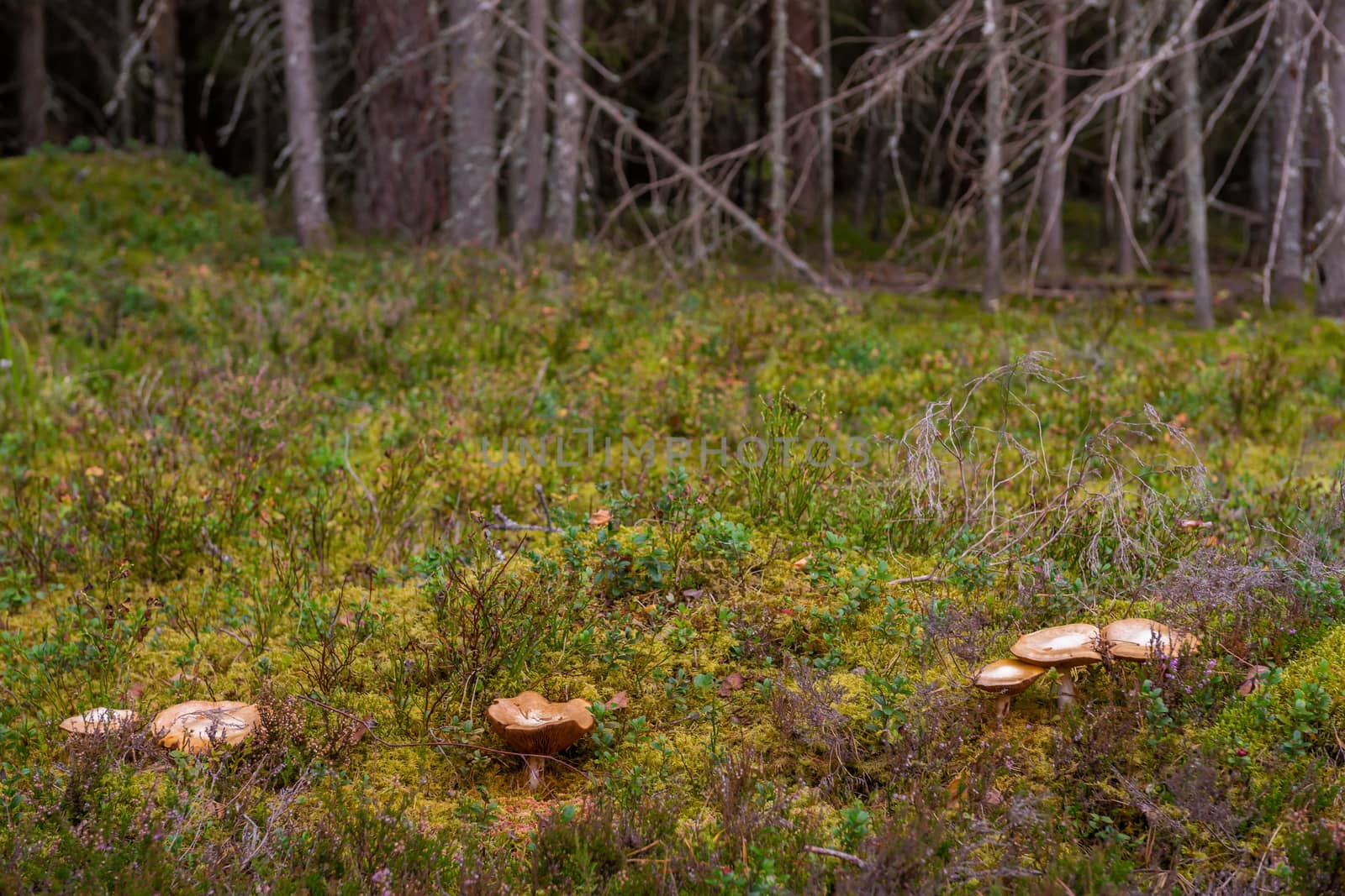 Mossy coniferous forest in Latvia. Fir and pine forest. Mixed wood of pine and spruce trees. Mushrooms in forest. Healty and vegetarian food.

