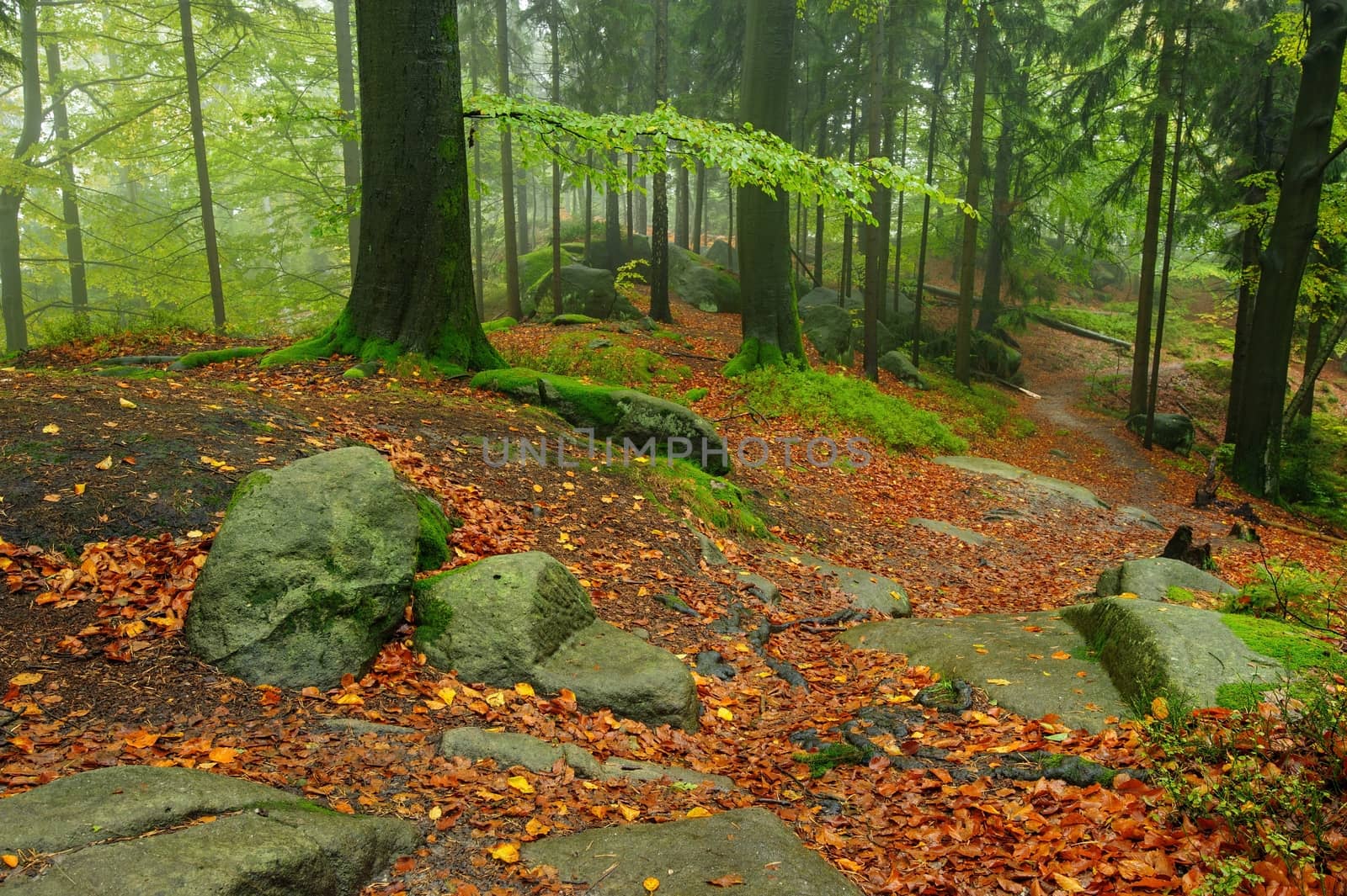 A beautiful and colorful autumn forest covering the rain