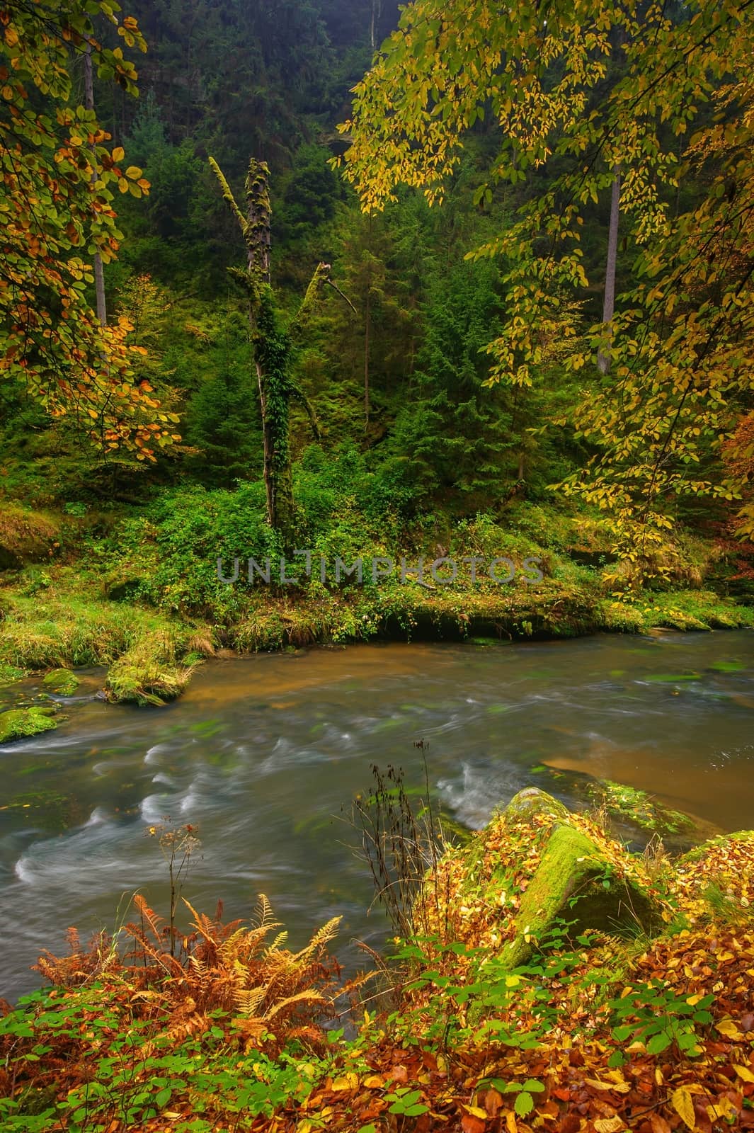 A beautifully clean river flowing through a colorful autumn forest